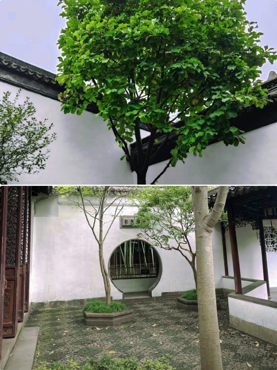 苏州游玩攻略‖假山王国‖狮子林必打卡 90狮子林是苏州四大名园之