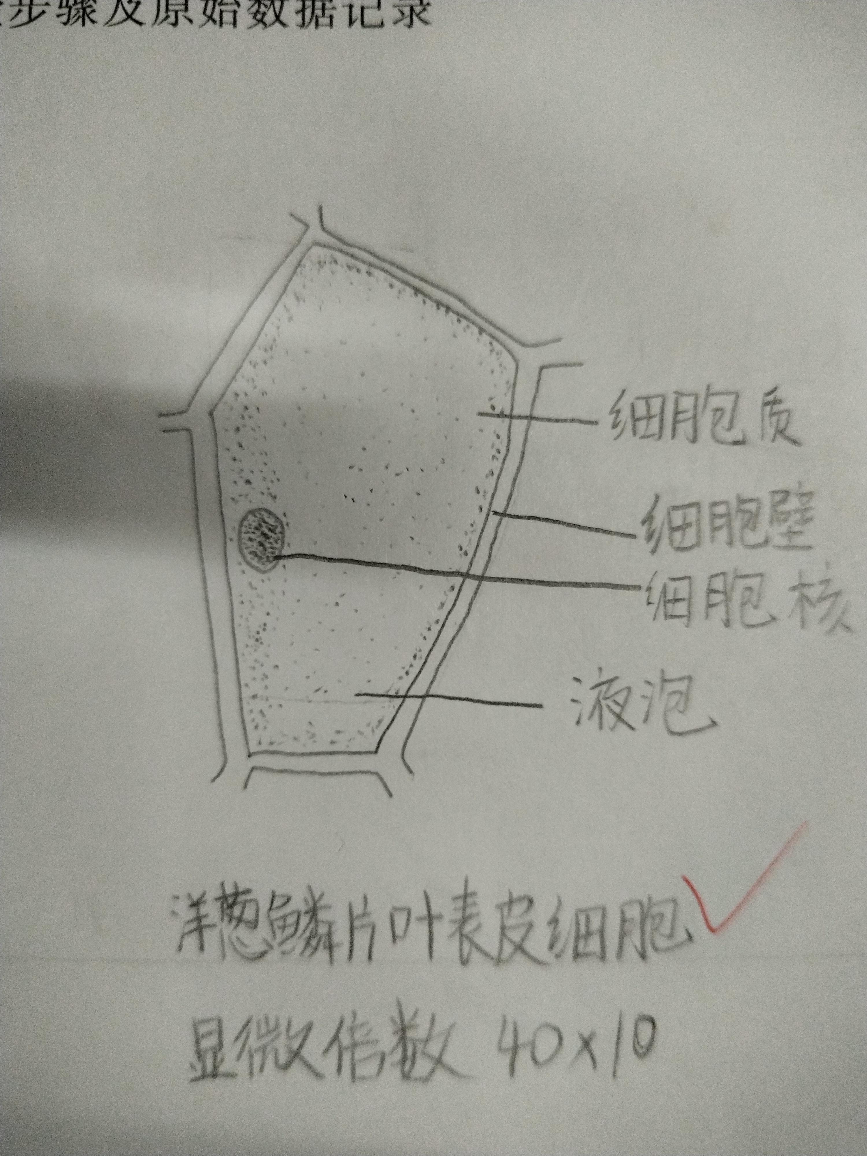 植物学实验报告及显微图每次上知乎查找植物的显微镜手绘图都找不到