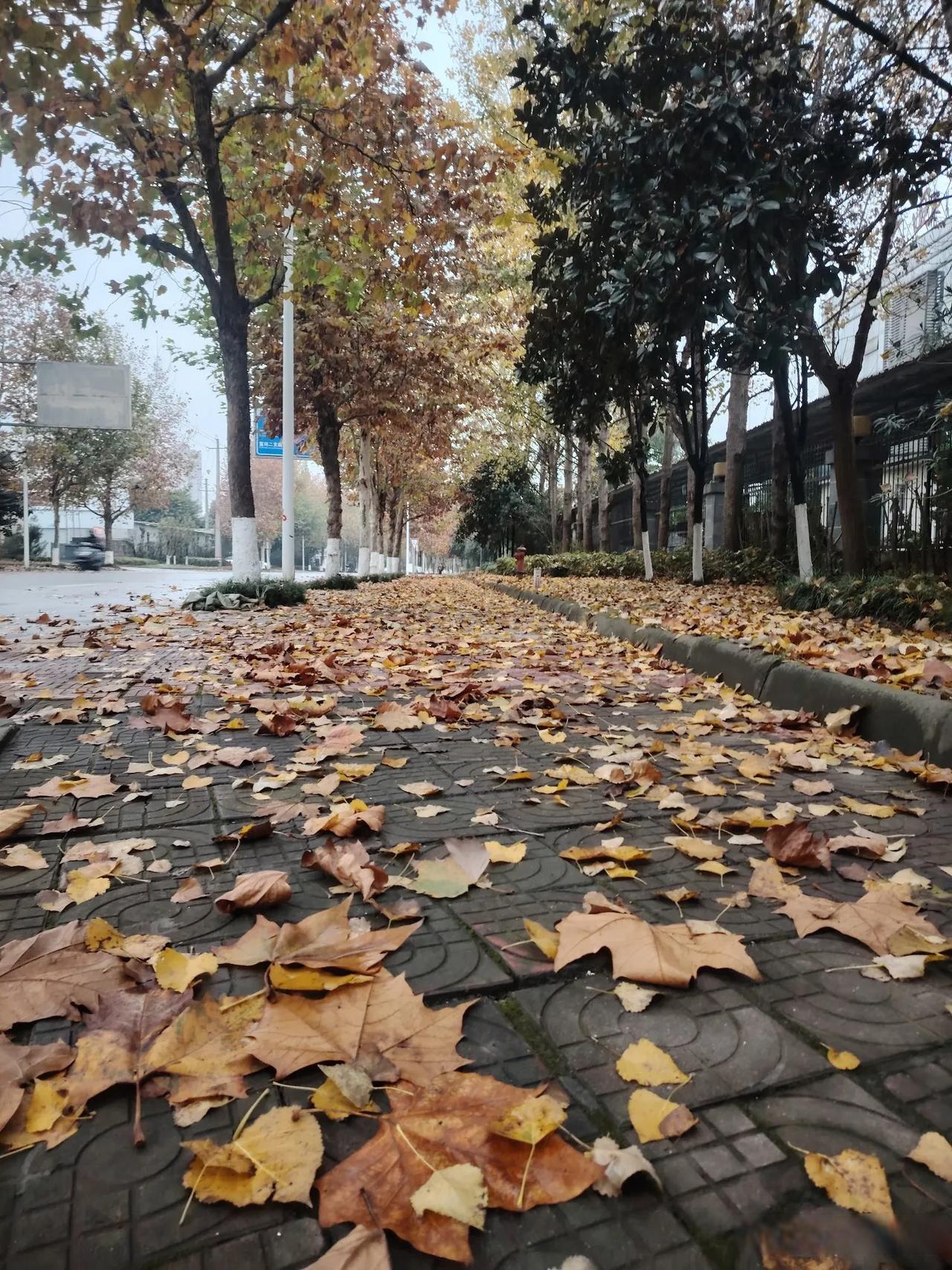 梧桐大道落叶!冬日生活打卡季落叶 自贡头条