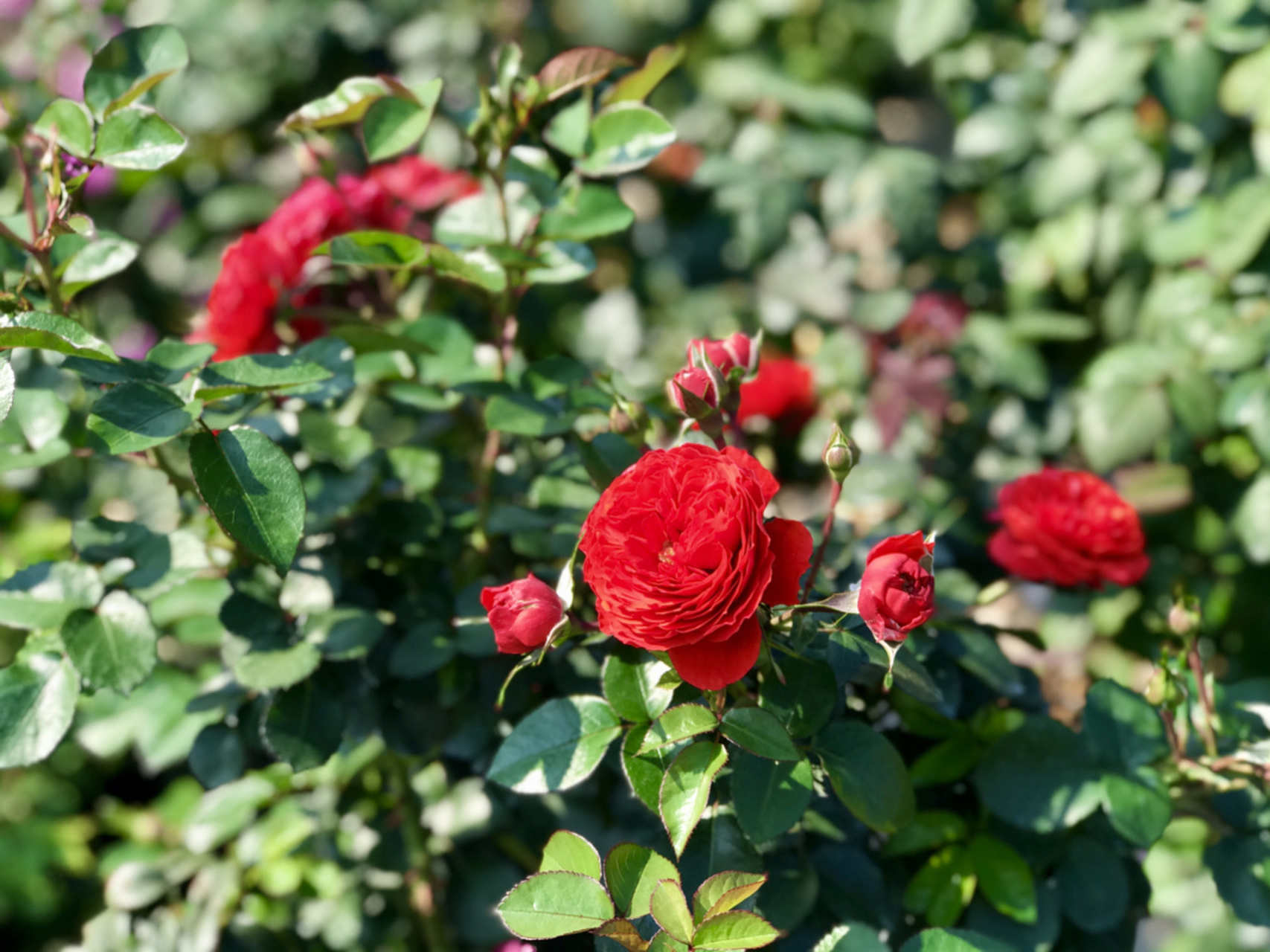 奇卡门廊月季/花量大多头爆花/耐热/微月 奇卡门廊月季一旦群开,开爆