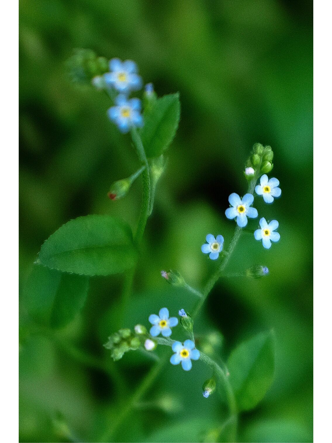 ex baker et moore)是紫草科附地菜属植物.