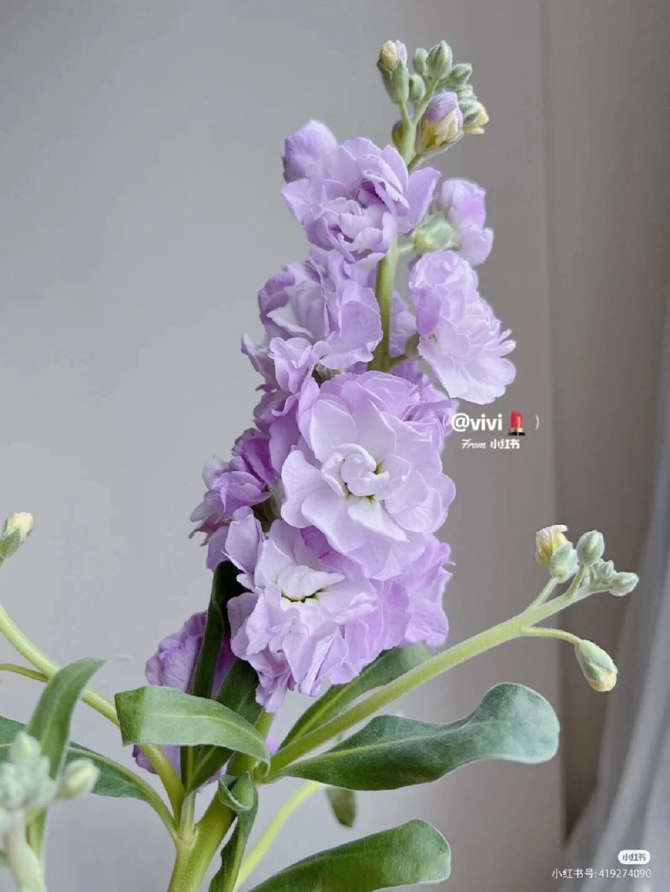 紫罗兰的花语 紫罗兰(学名:matthiola incana (l.) r. br.