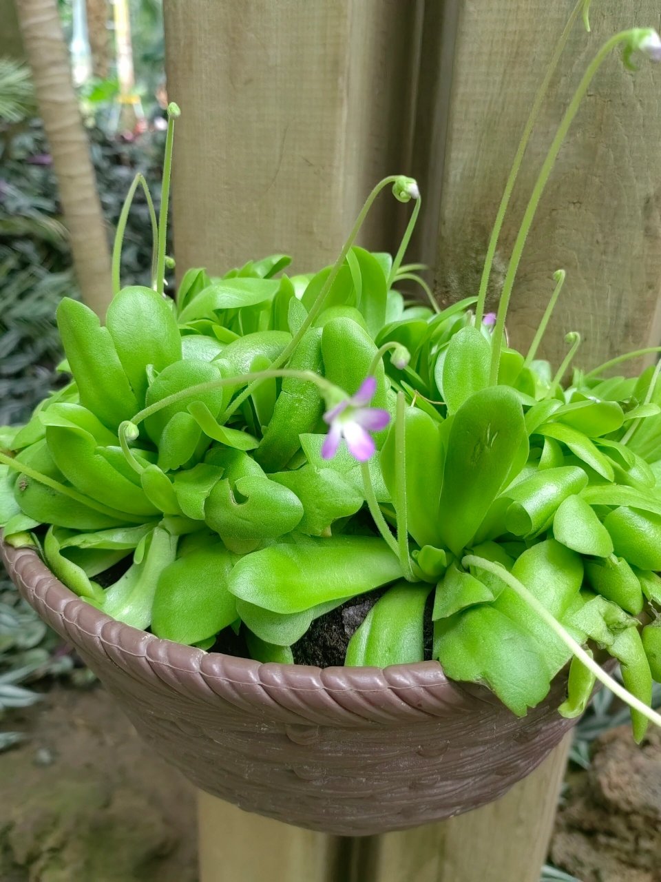 重庆南山植物园门票图片