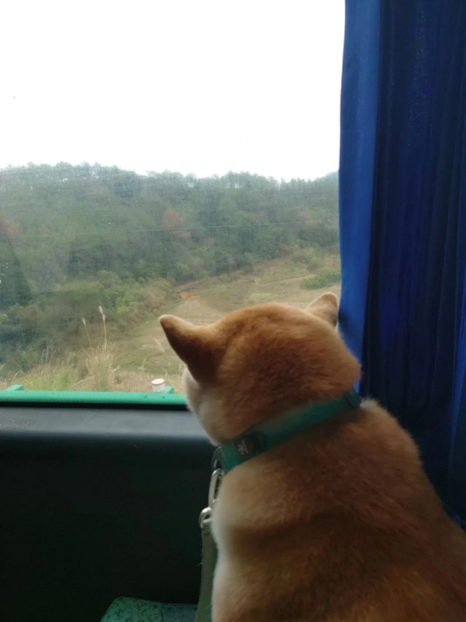 中年狗忧伤的背影