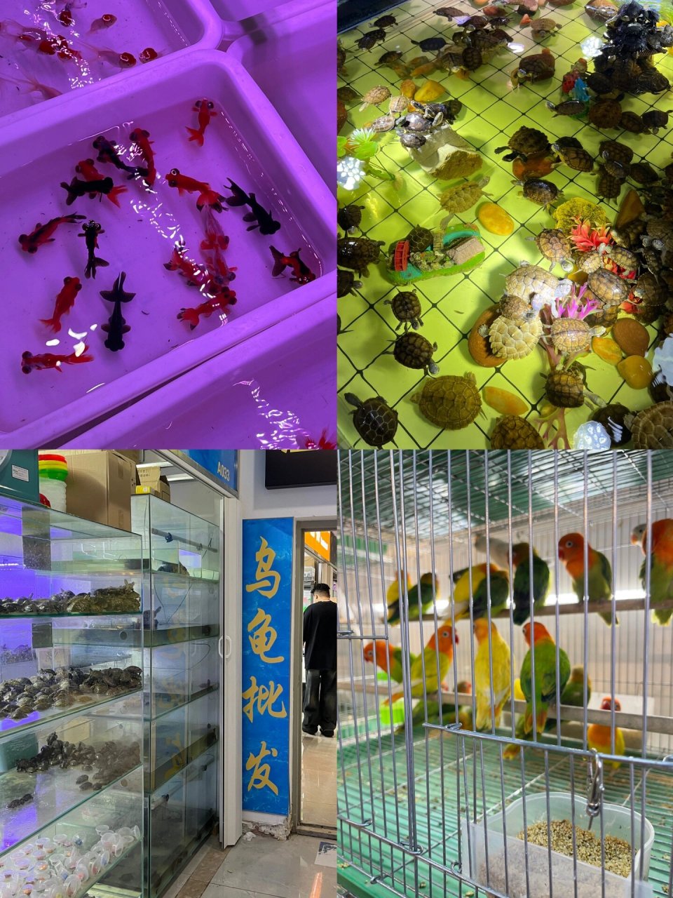 位置99沈阳市和平区北市一街老北市花鱼市场 时间:9:00-17:0090