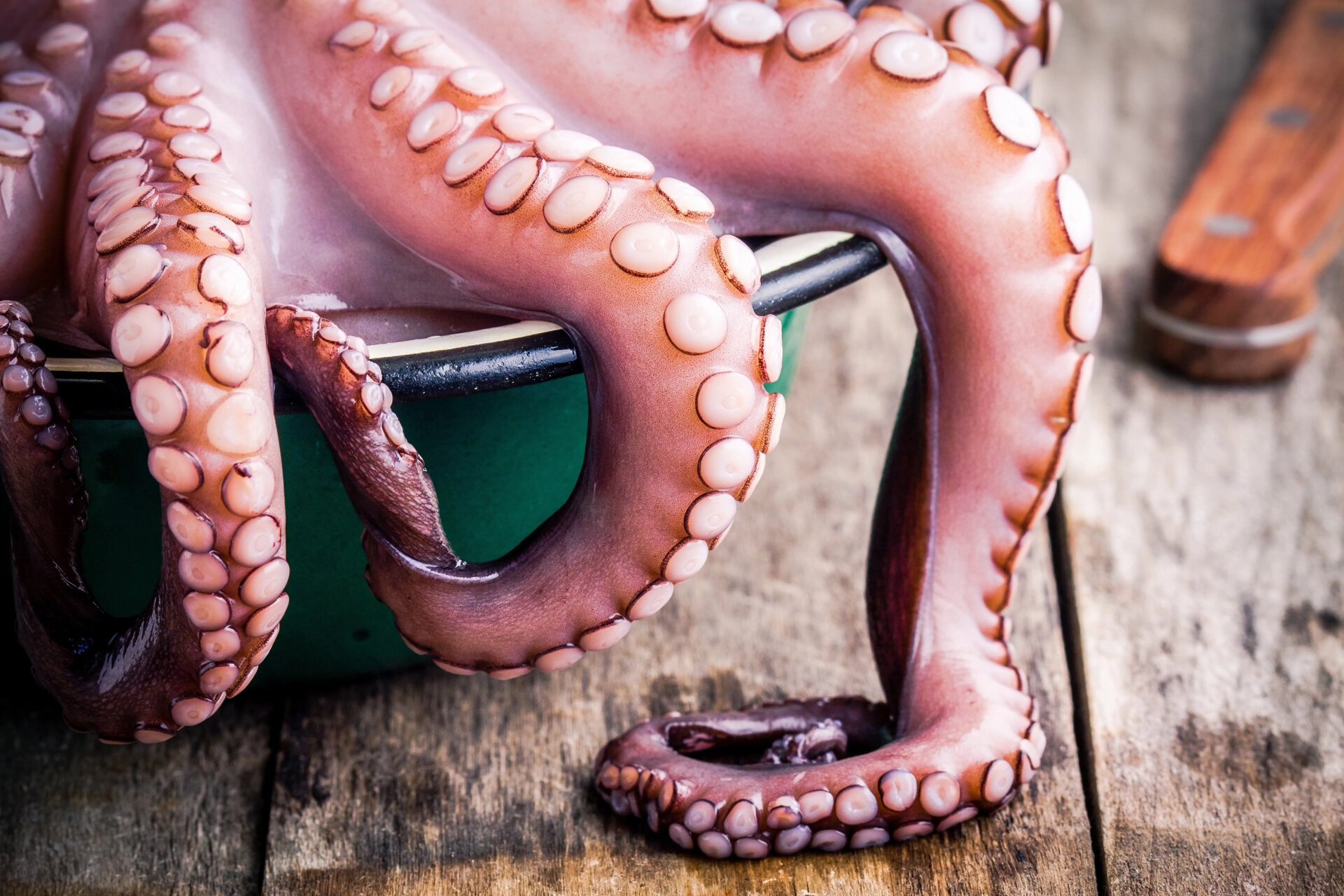 海洋里的"一霸",东山岛章鱼 章鱼99它是海洋里的"一霸",其力大无比