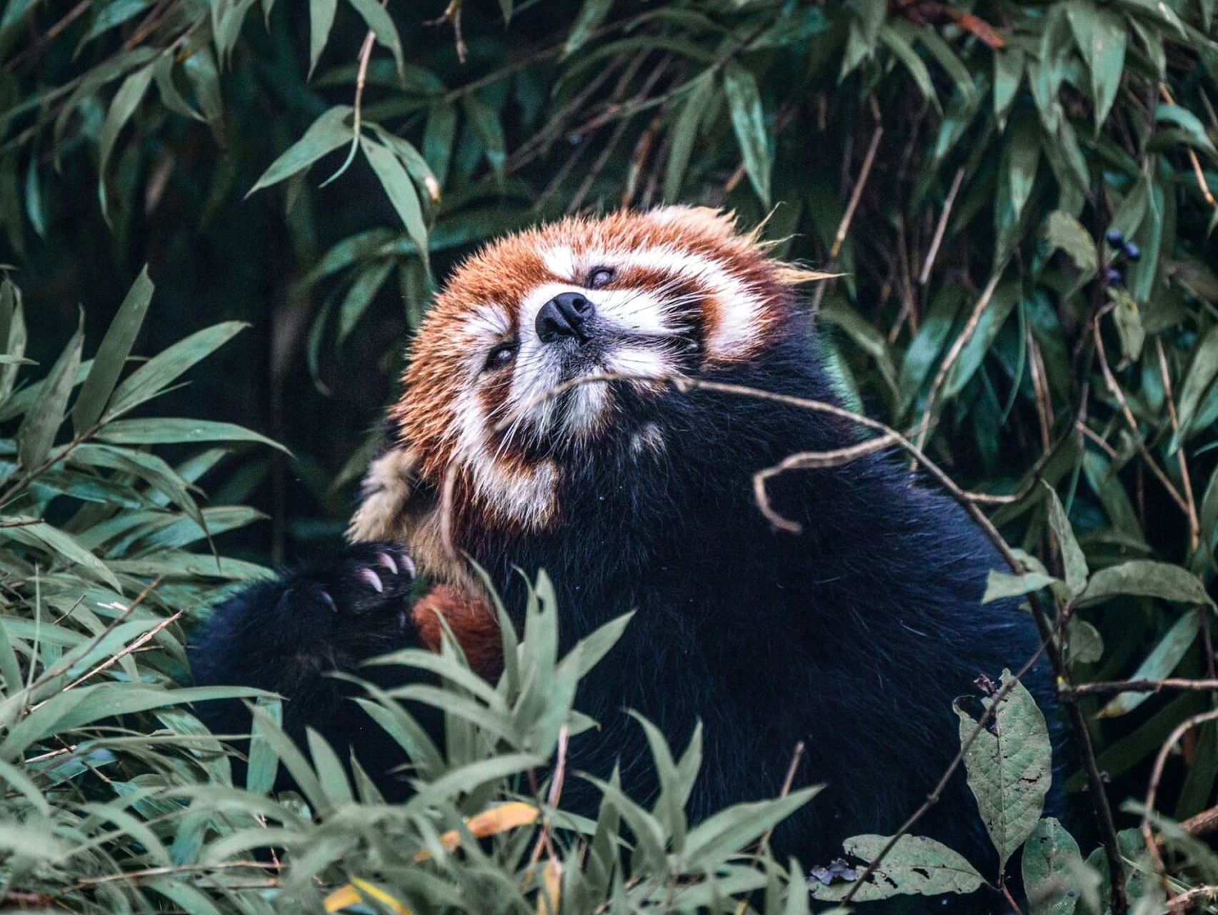 今天是国际小熊猫日,发一组我在瓦屋山国家森林公园拍摄的野生小熊猫
