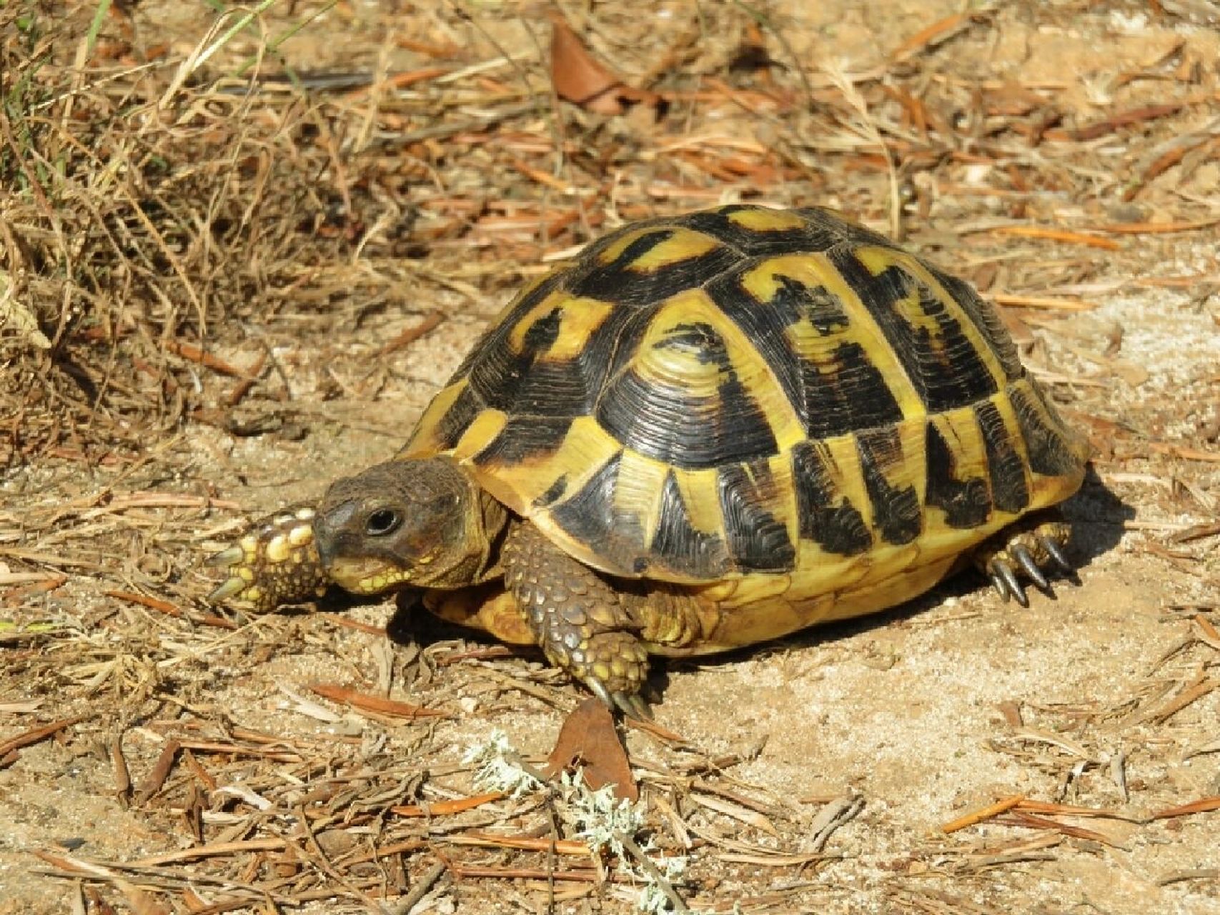 博物 | 赫曼陆龟(东部亚种) 爬行纲-龟鳖目-陆龟科-四爪陆龟属-赫曼