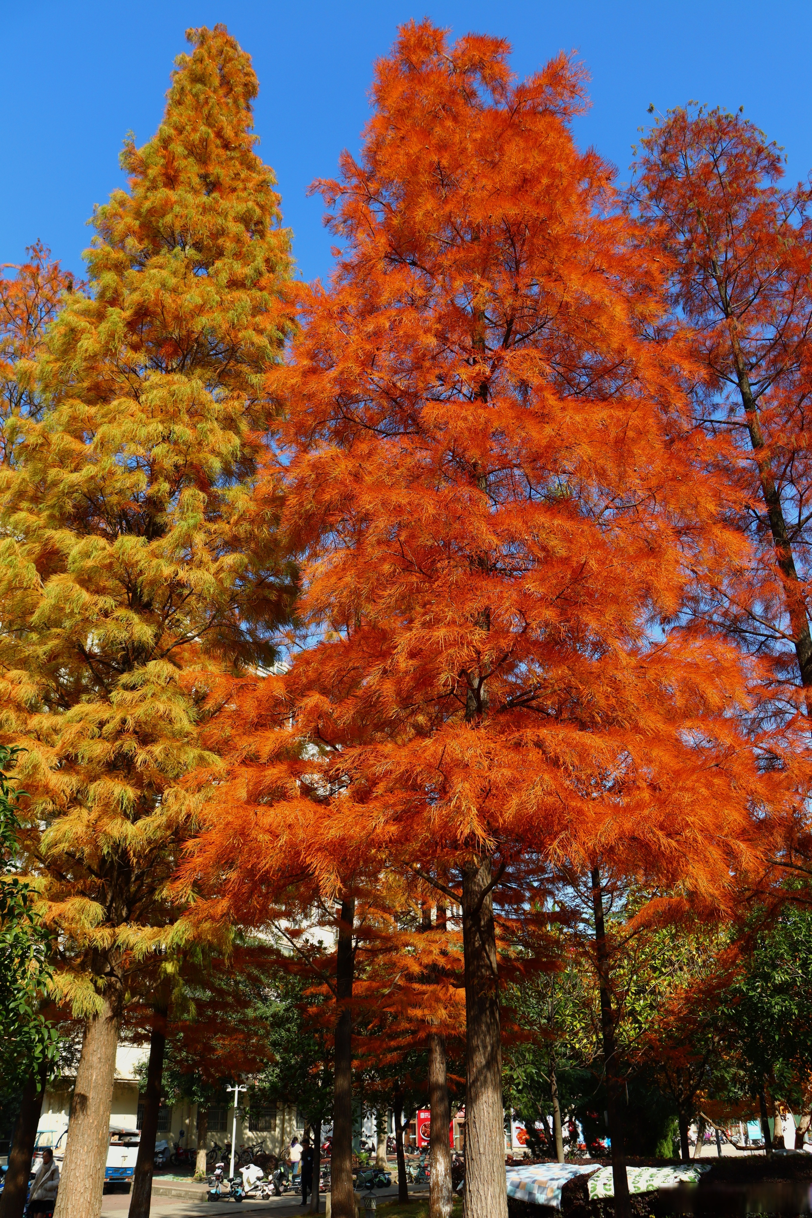 大美南大# "秋去冬来满目诗,红枫似火两相知"缓
