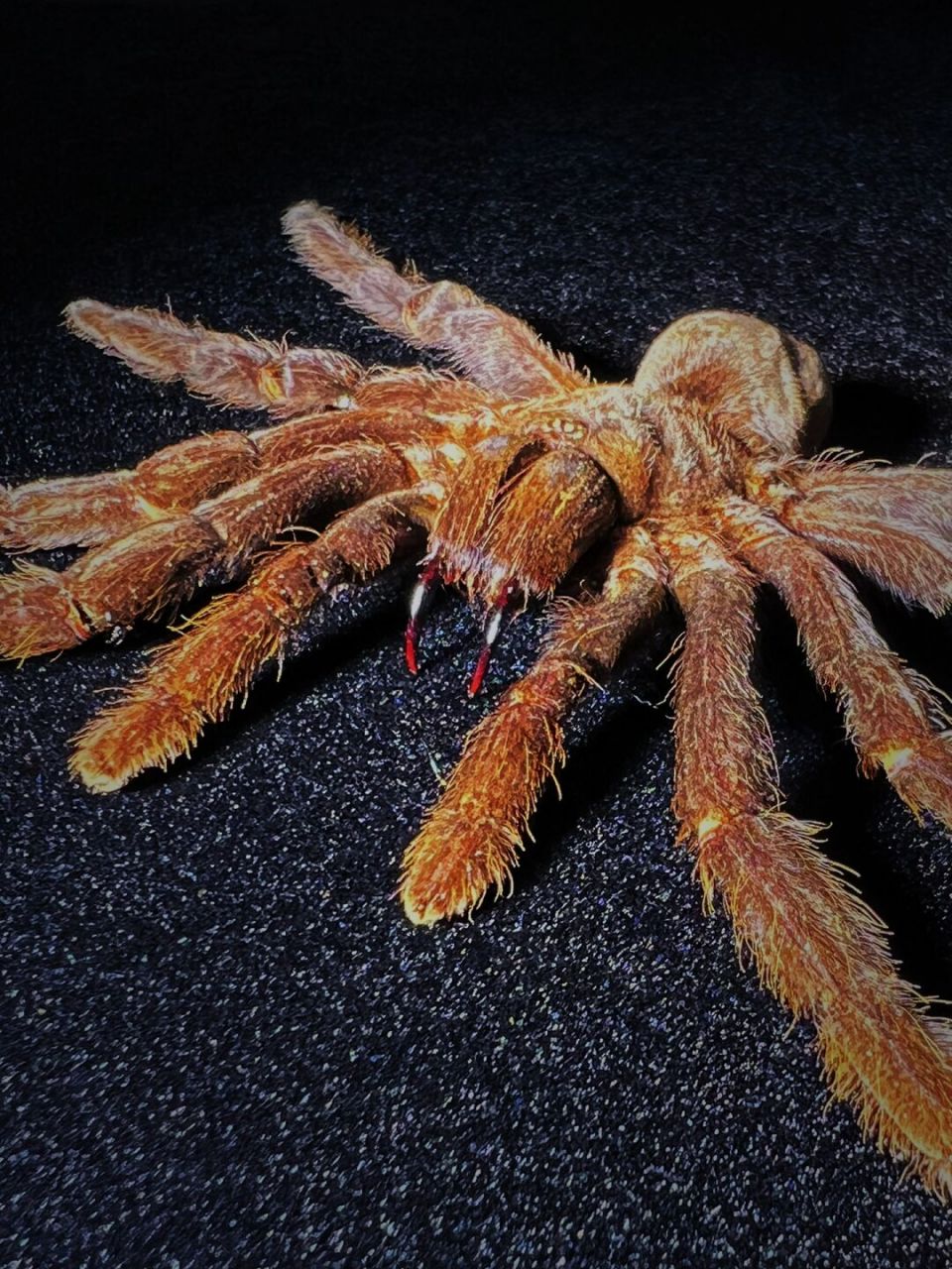 中文名:捕鸟蛛 别名:bird-eating spider 界:动物界 门:节肢动物门