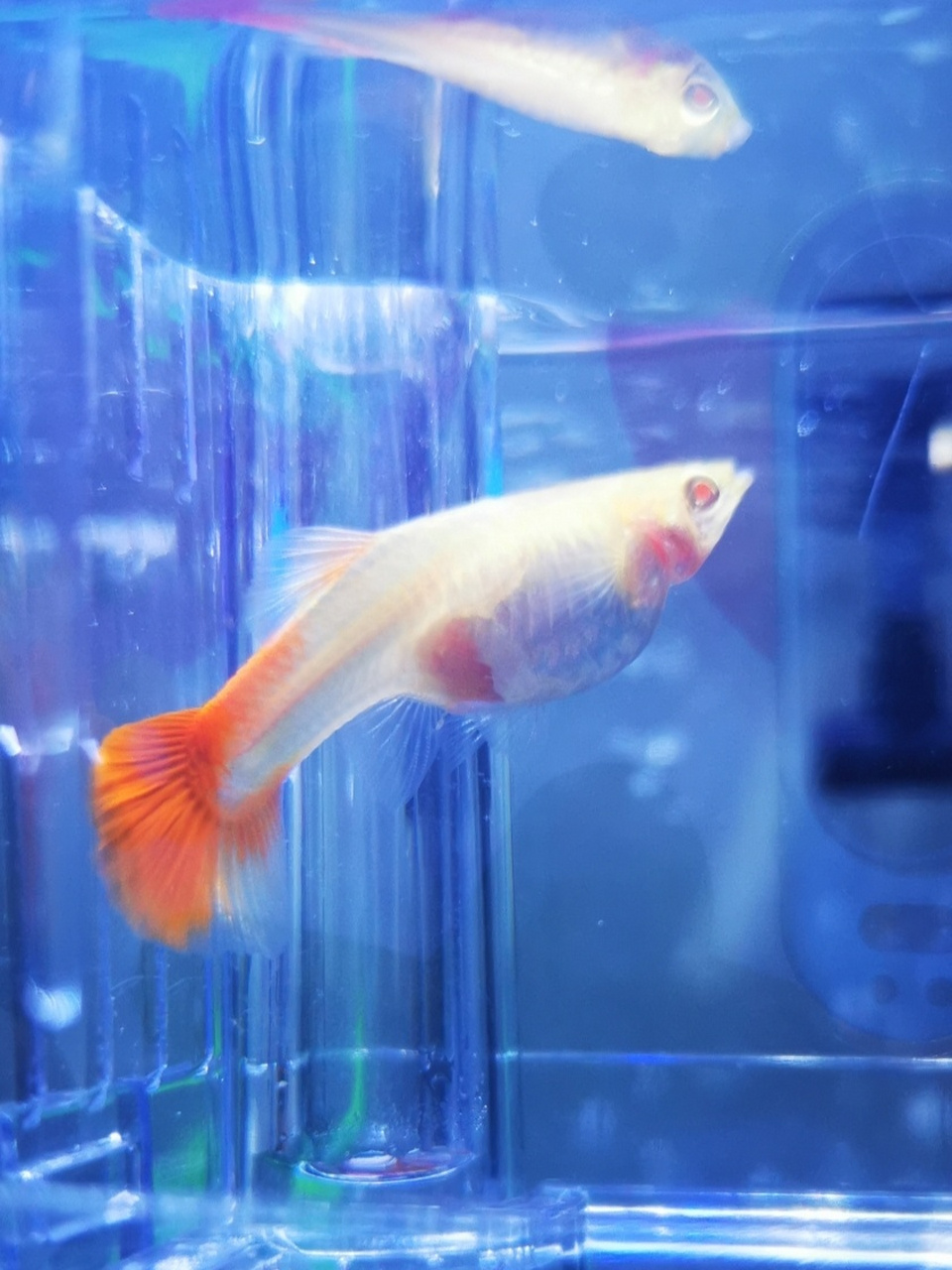 孔雀鱼孕妈妈的胎宝宝清晰可见 各位行家,请问何时鱼宝宝才会现世啊?