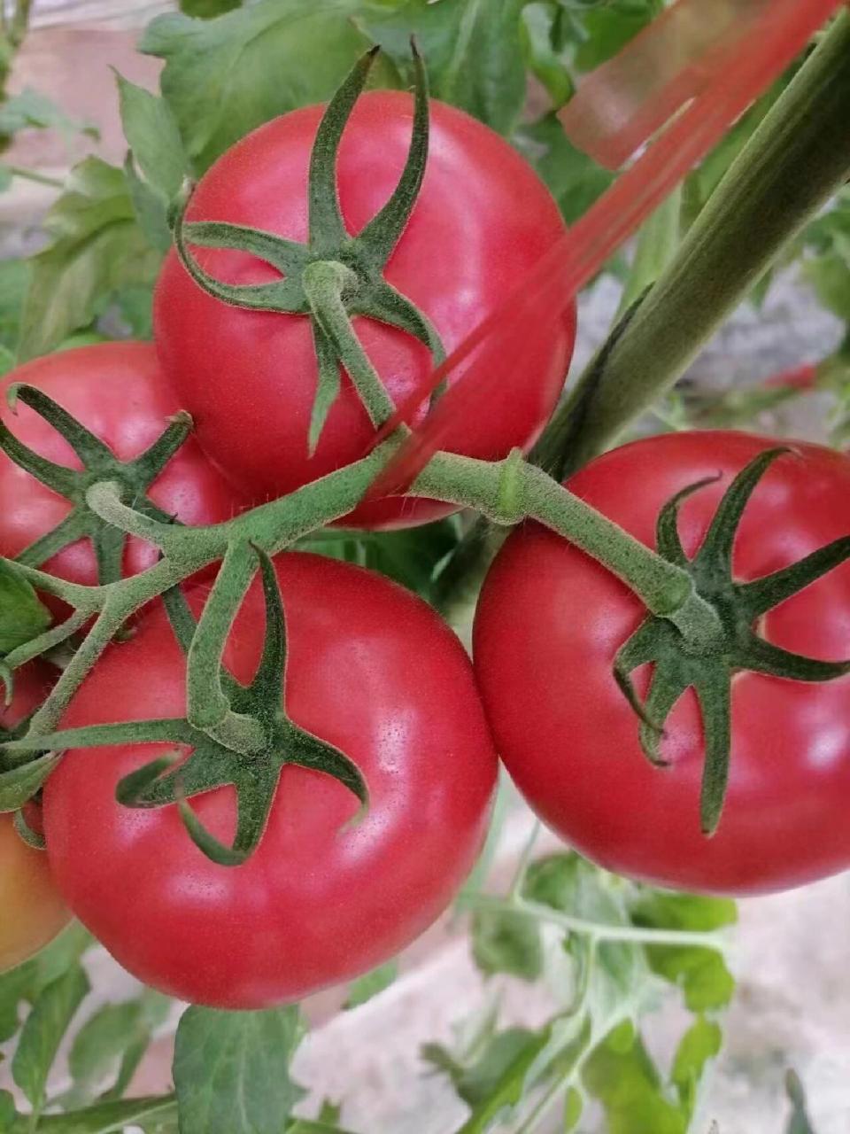 好吃不贵的普罗旺斯水果西红柿 陕西泾阳普罗旺斯水果西红柿一箱5斤