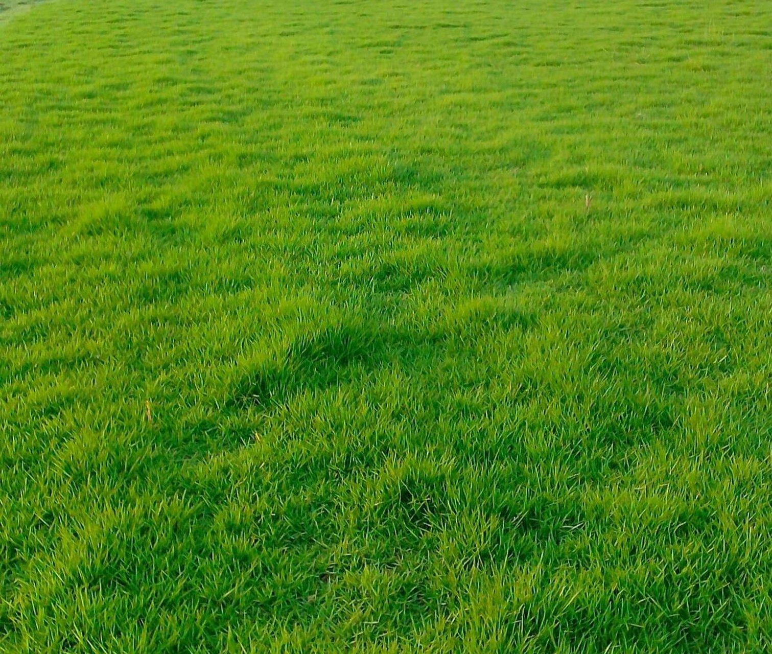 花园中常用的几种草坪(介绍) 第张:果岭草(也叫百慕大草,叶片纤细