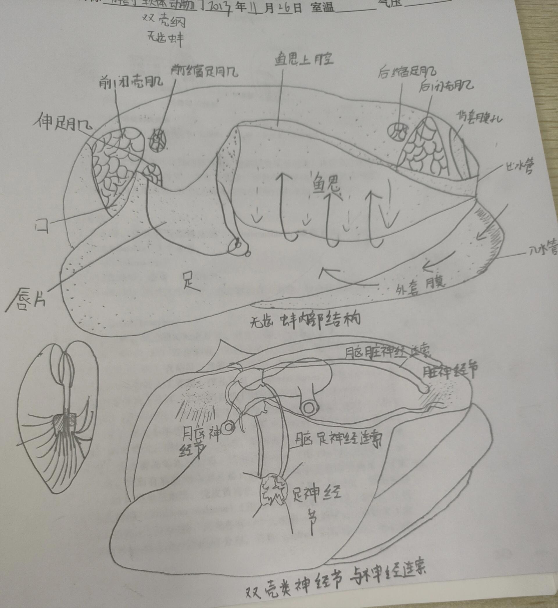 解剖河蚌喽,没发现珍珠