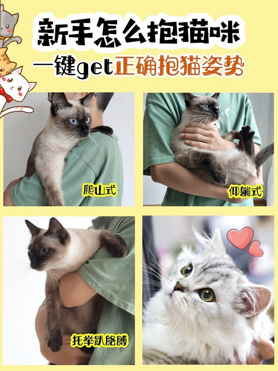 抱起猫咪的正确姿势图片