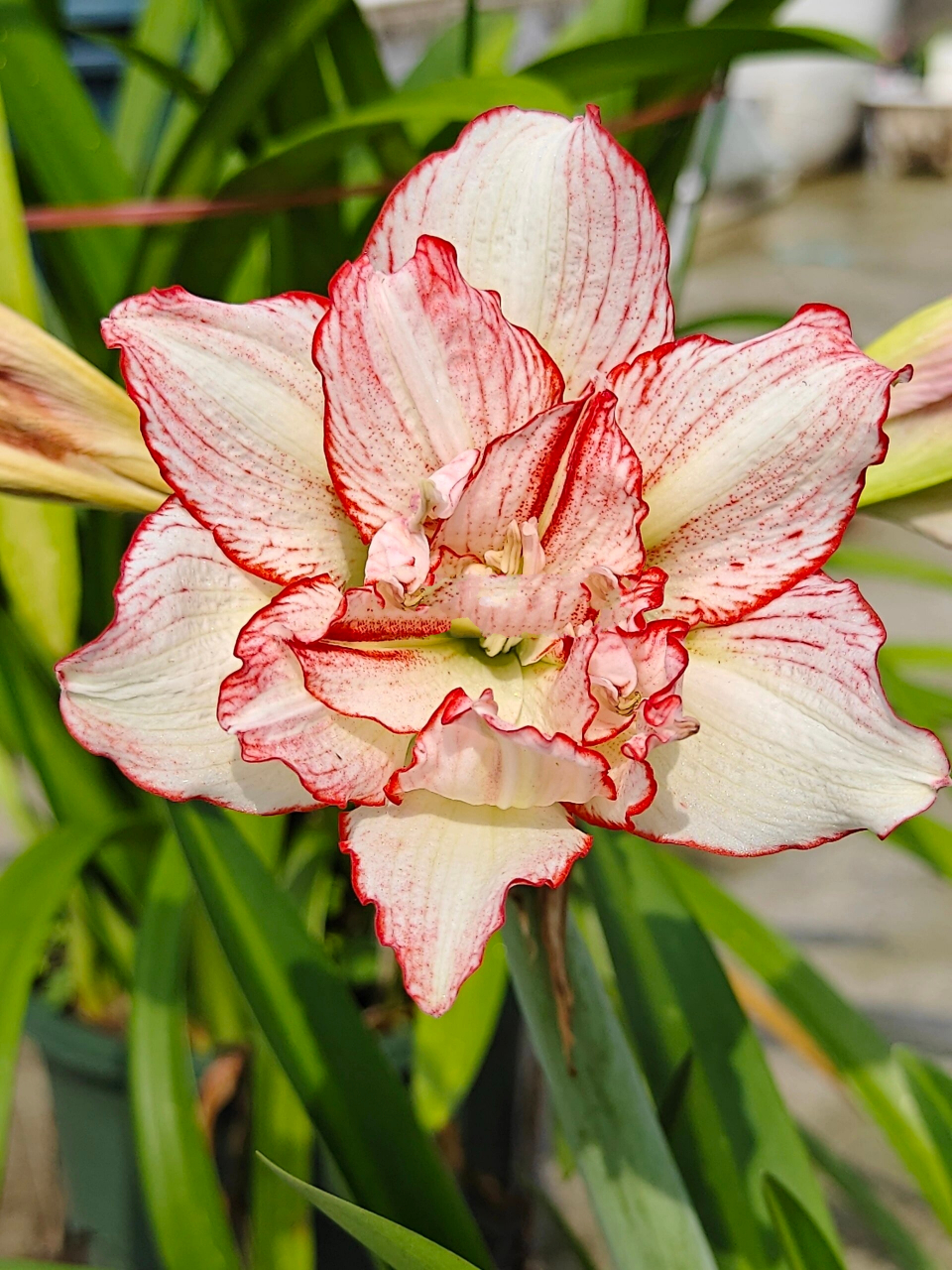 朱顶红 白肋羽芙蓉 初花,株型矮小的朱.