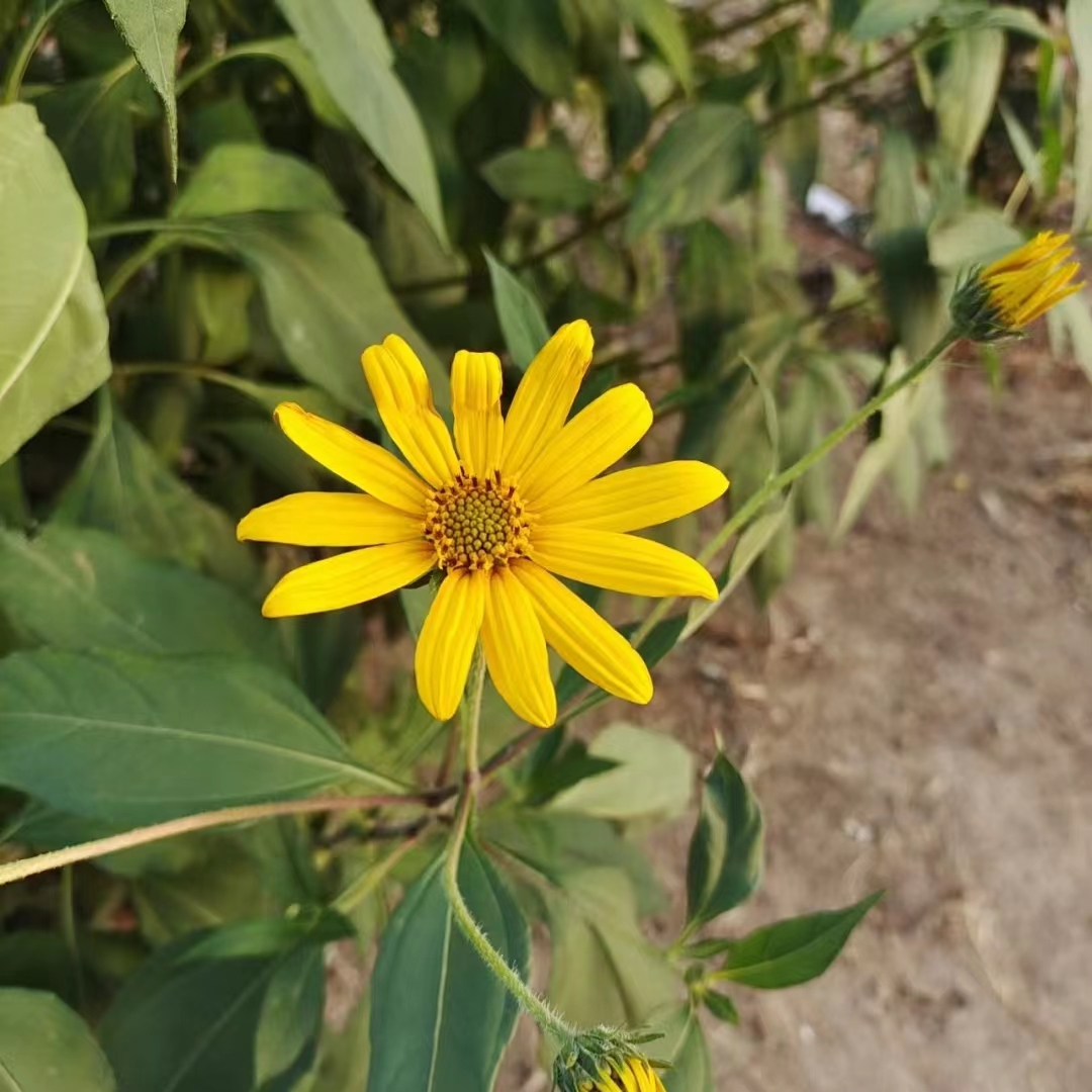 地环的植物图片 每日了解一物-地环 听名字是不是觉得很陌生,其实它是