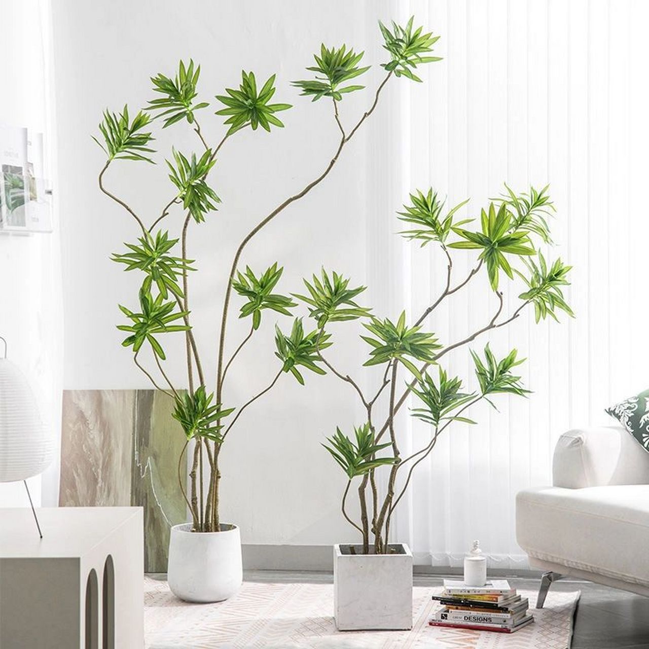 百合竹 | 适合客厅养的植物 73百合竹也叫短叶竹蕉,喜高温,多湿的半