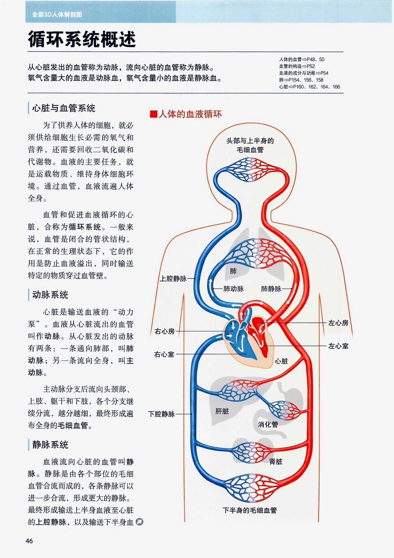 循环系统示意图