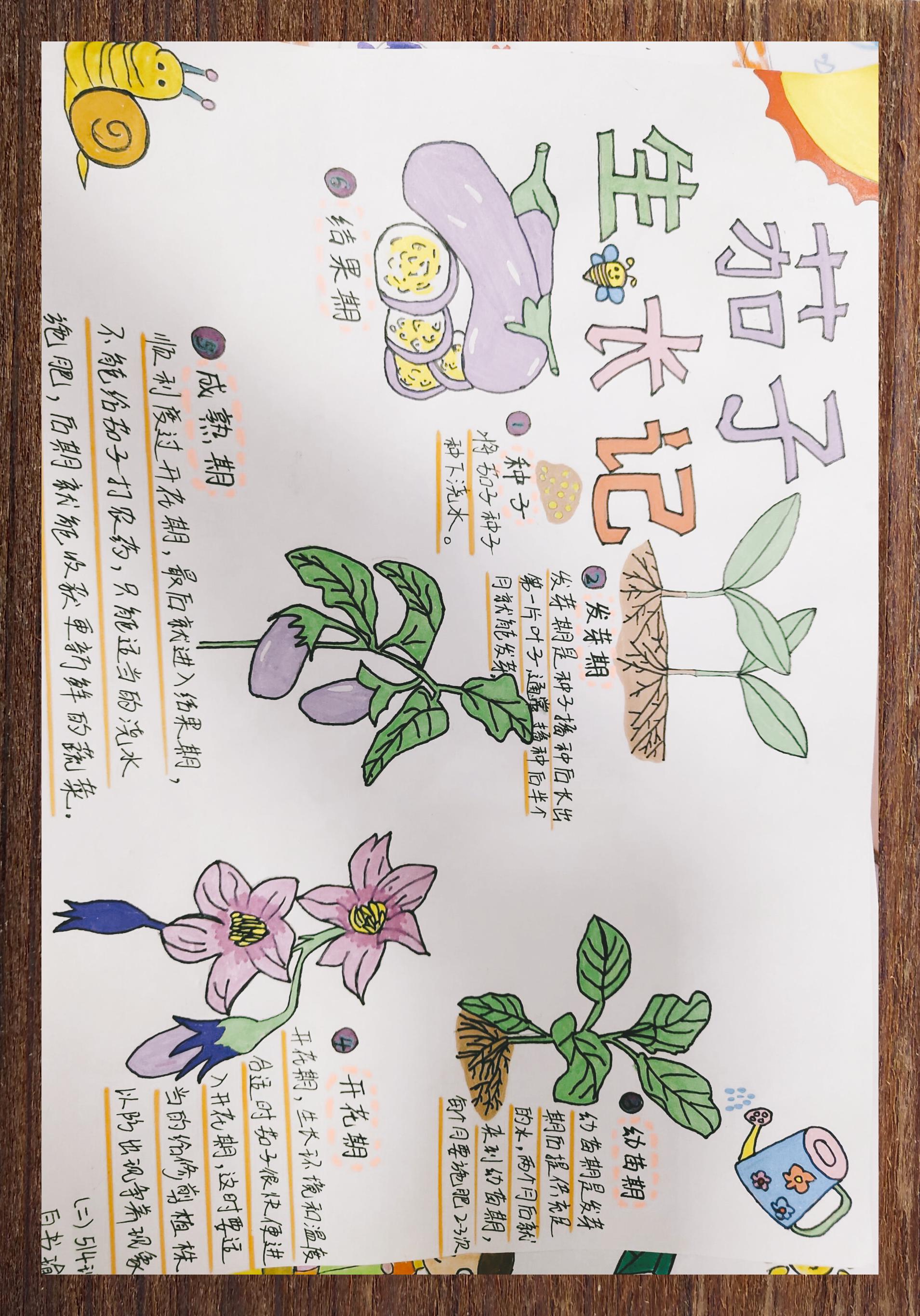 茄子种植日记