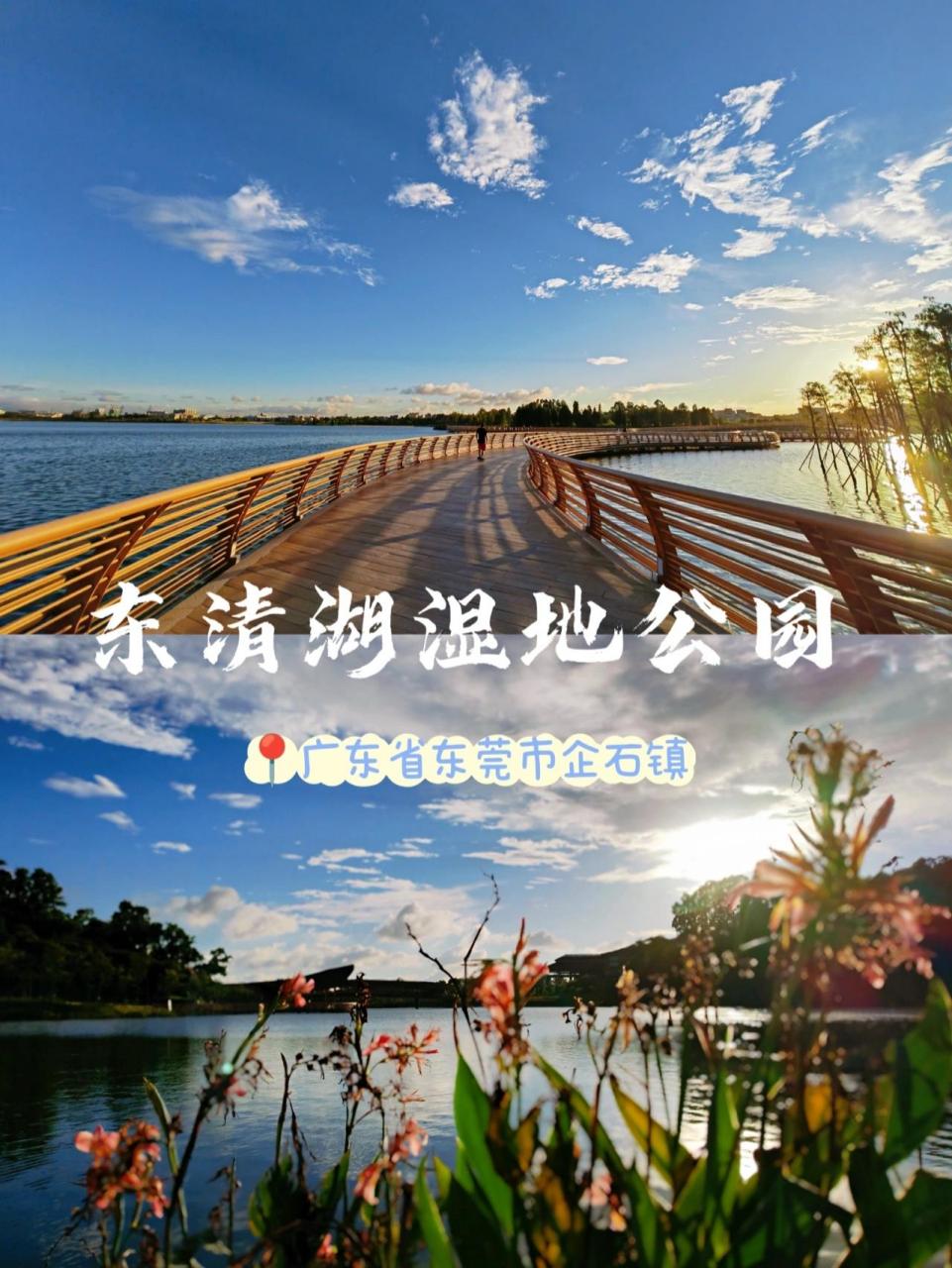 东莞|东清湖湿地公园 99地点:广东省东莞市企石镇企石环镇路.