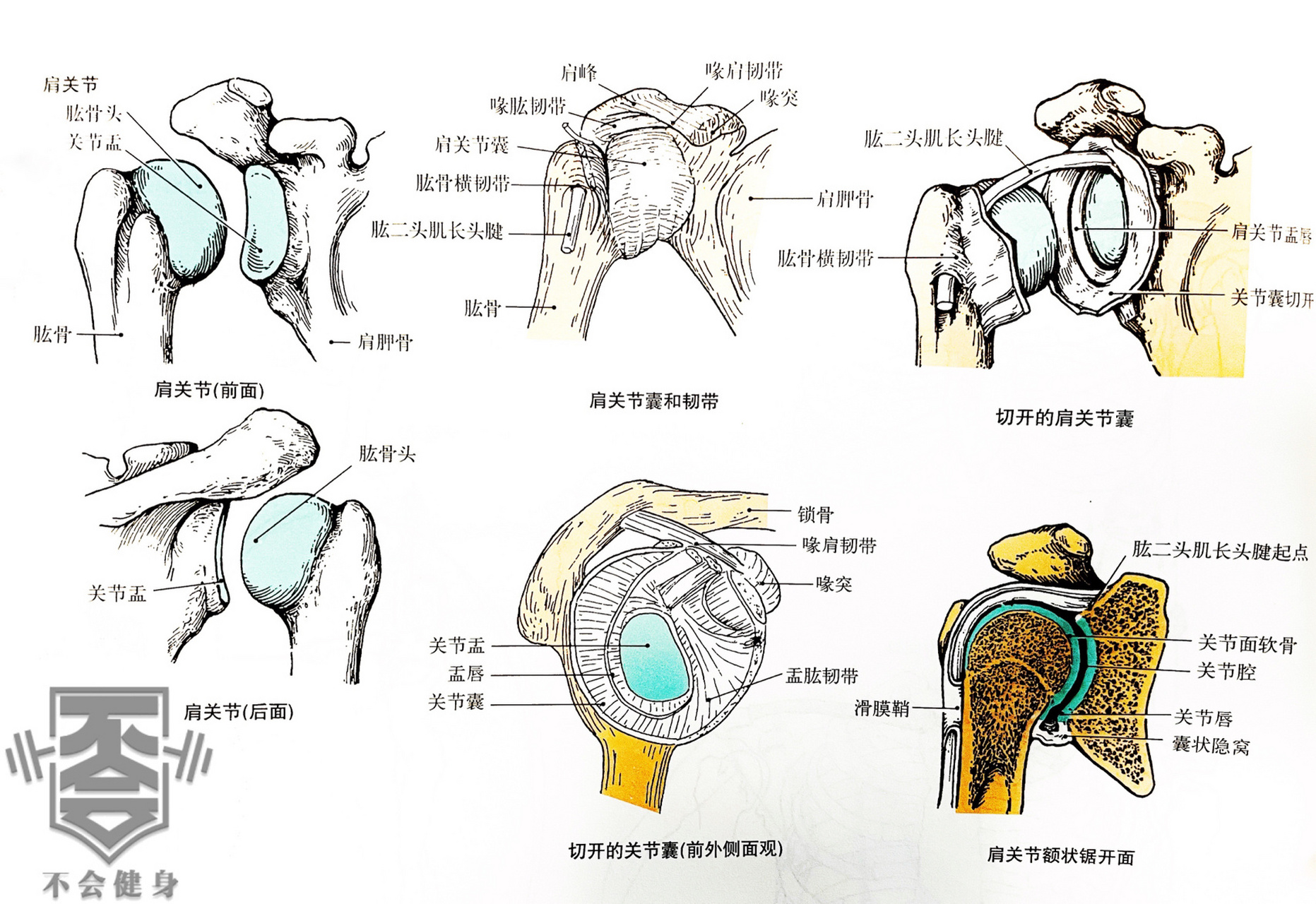 肩膀构造图解图片