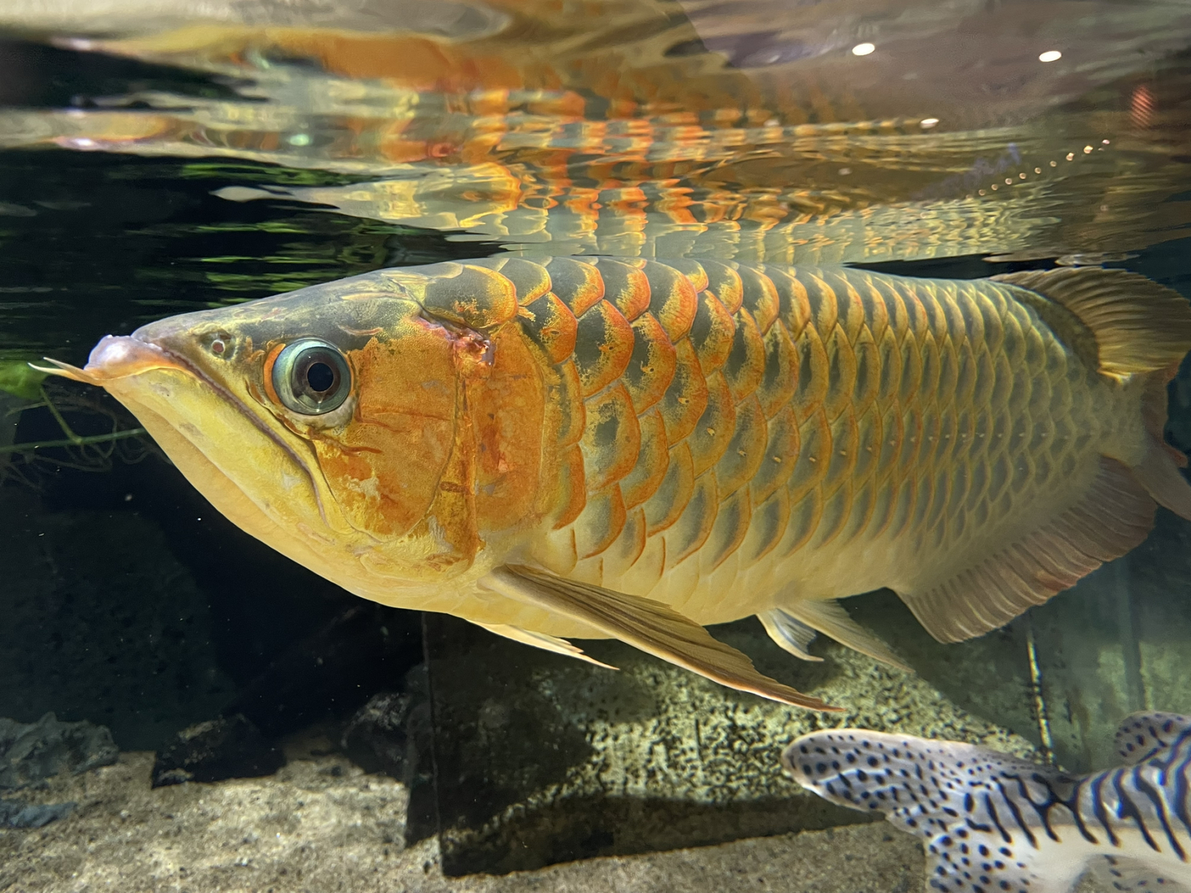 这种金龙鱼价格多少钱? 这种金龙鱼价格多少钱?