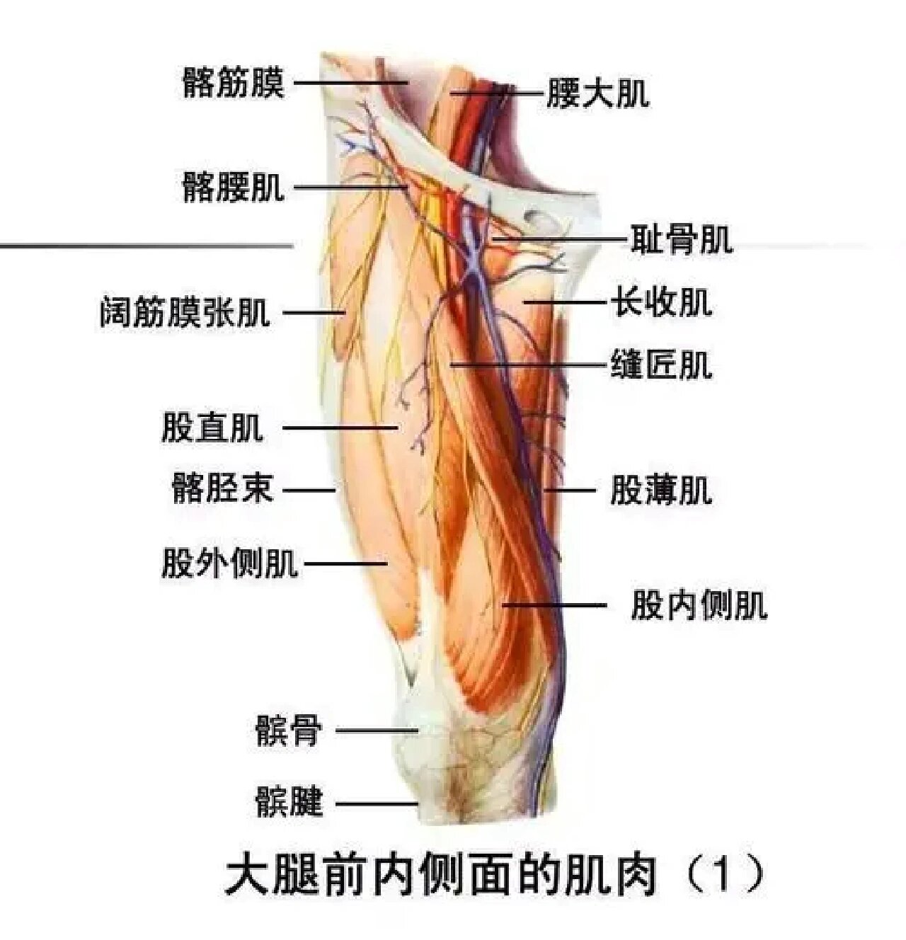 肱四头肌解剖图图片