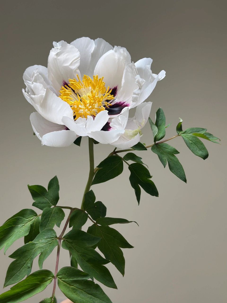 国产牡丹花|紫斑白 清新淡雅  宛若莲花03        	 这款牡丹单瓣