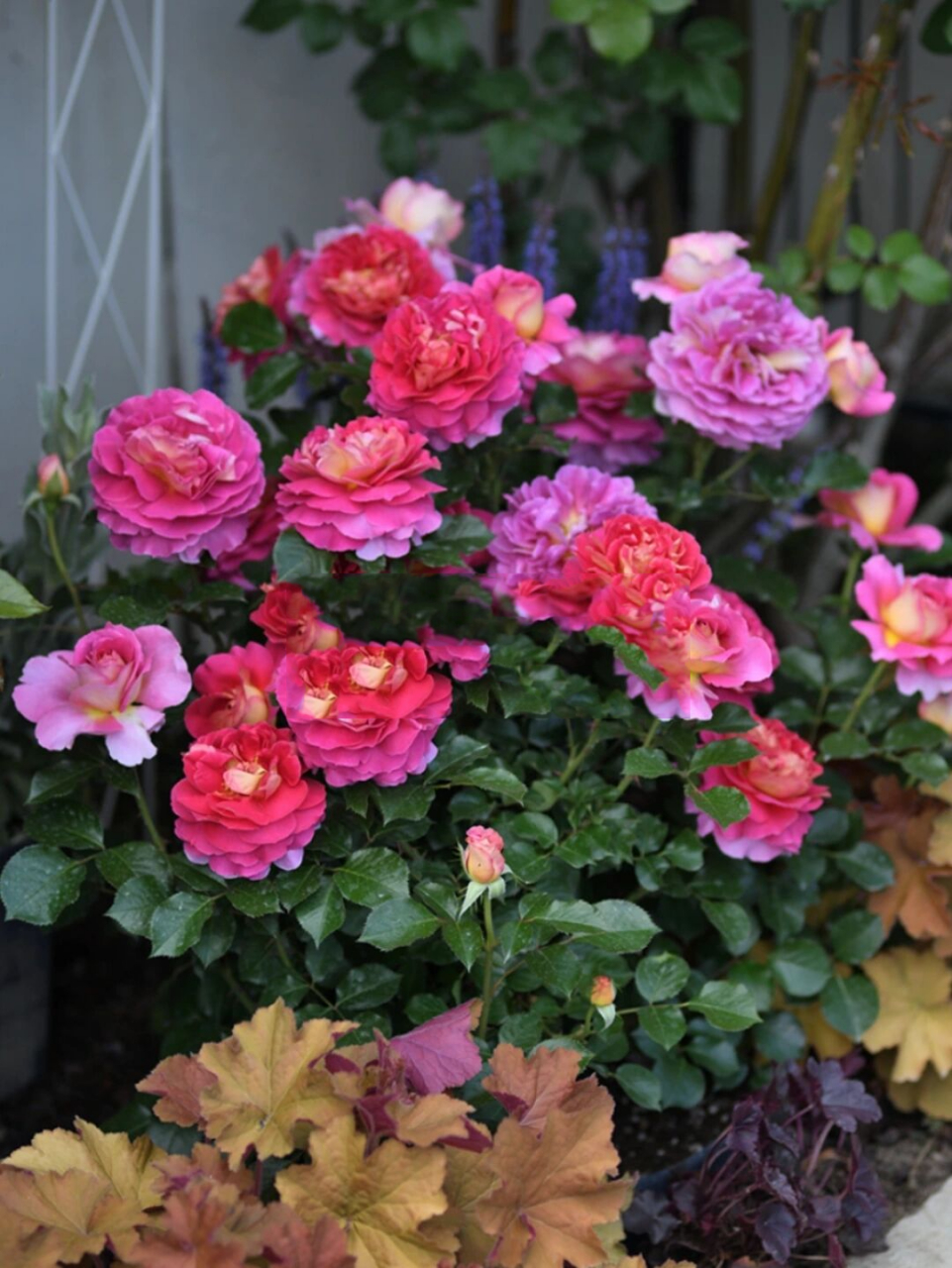 戴尔巴德月季 巴黎精神 esprit de paris 戴尔巴德2020年新品 巴黎