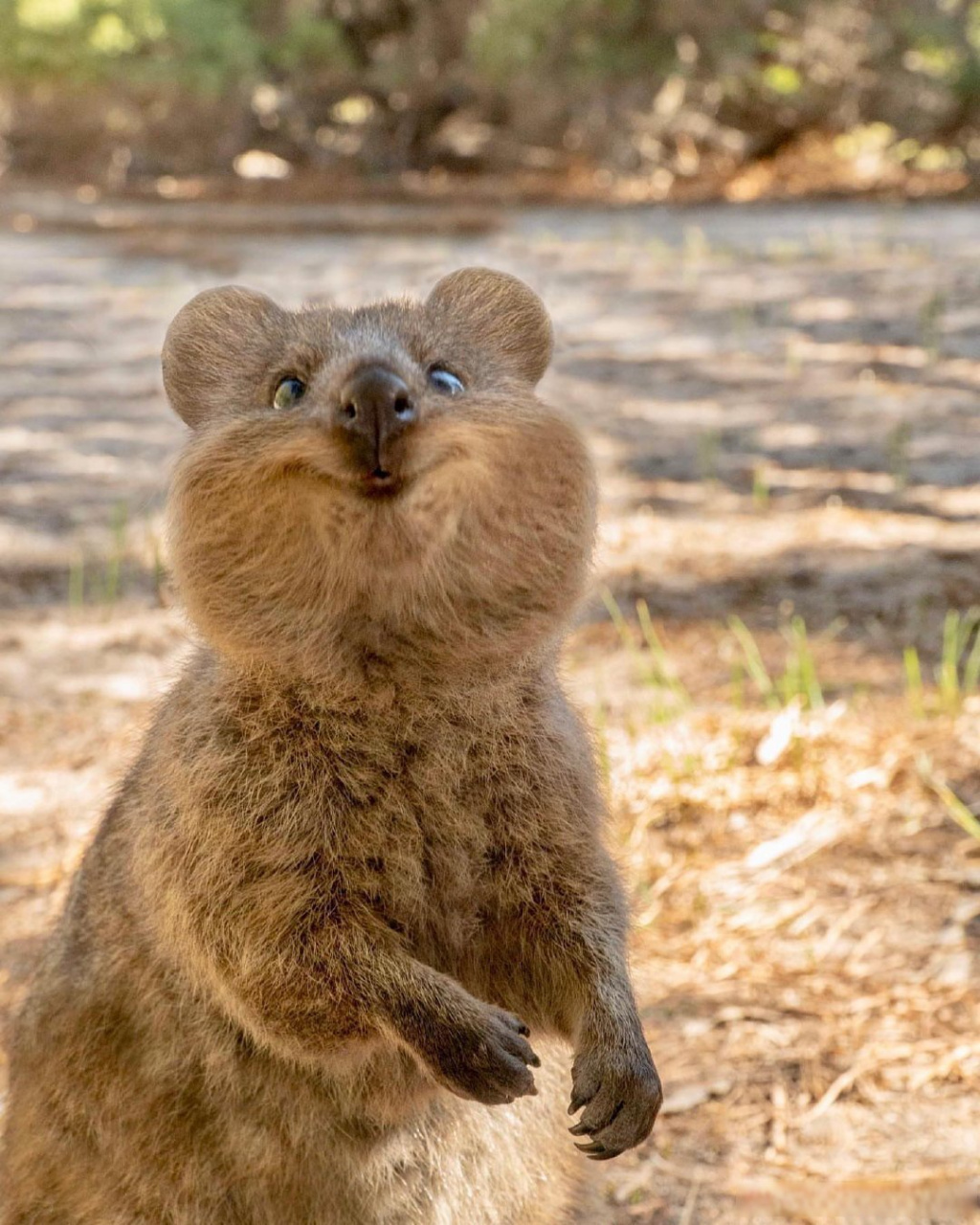 短尾矮袋鼠,是澳洲的一个濒危物种,应该是世界上最开心的动物了吧
