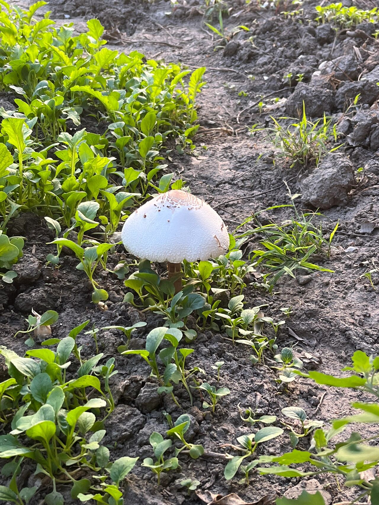 这是什么蘑菇,可食用吗 看到家附近地上长了好多这种大白蘑菇,纯白色