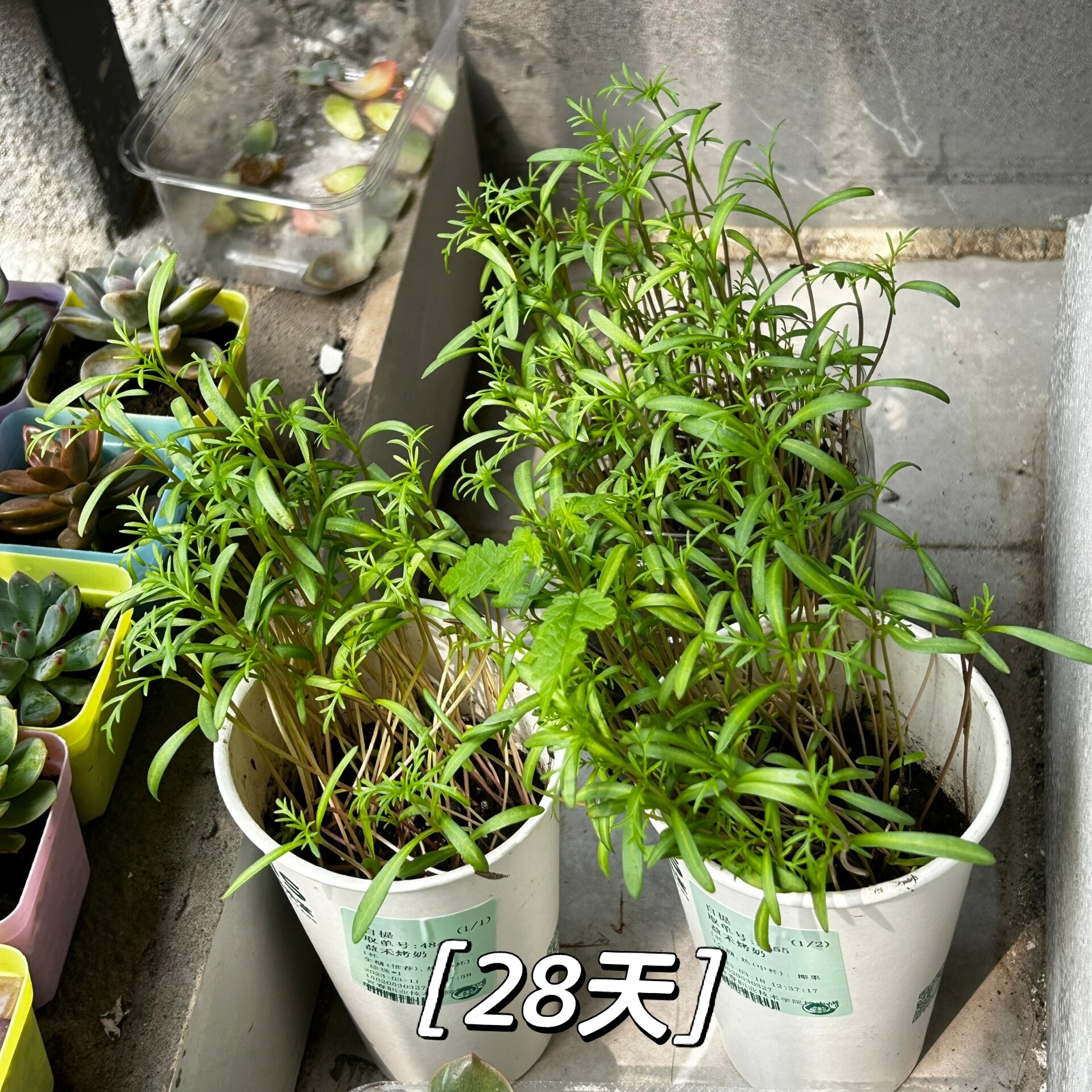 波斯菊成长日记94