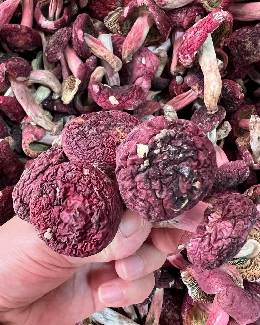 野生三明红菇 据《本61纲草69目》所载:"红61味菇69清,性温