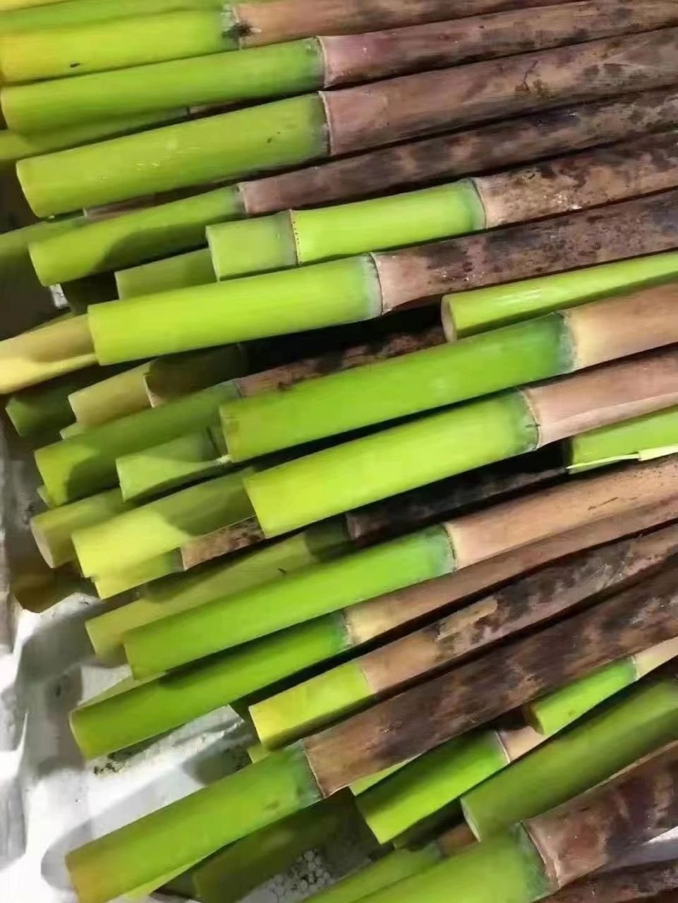 三月笋,正当鲜,一口尝尽江南春!金竹笋清甜,够脆,耐放,易剥.