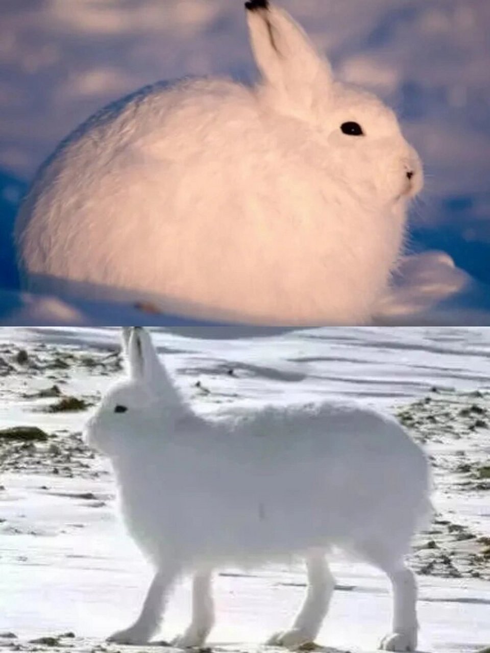每天认识一种有趣动物|北极兔 北极兔 「大长腿的小兔子」 92别名