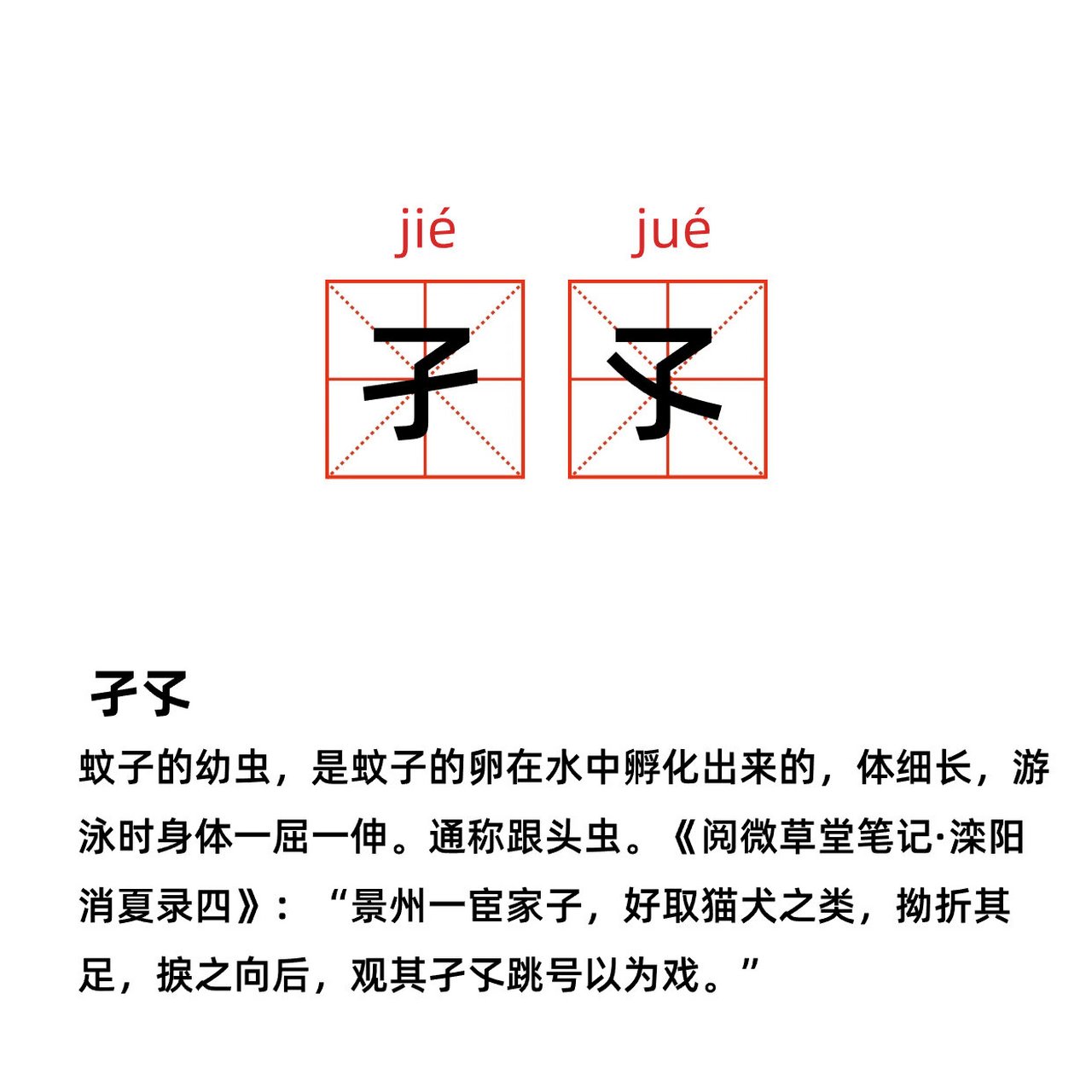 蚊子幼虫孑孓 读音图片