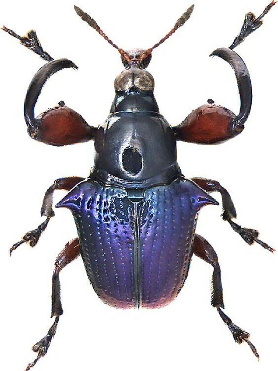 昆虫甲虫写生素材图片分享 奇奇怪怪,也要可可爱爱