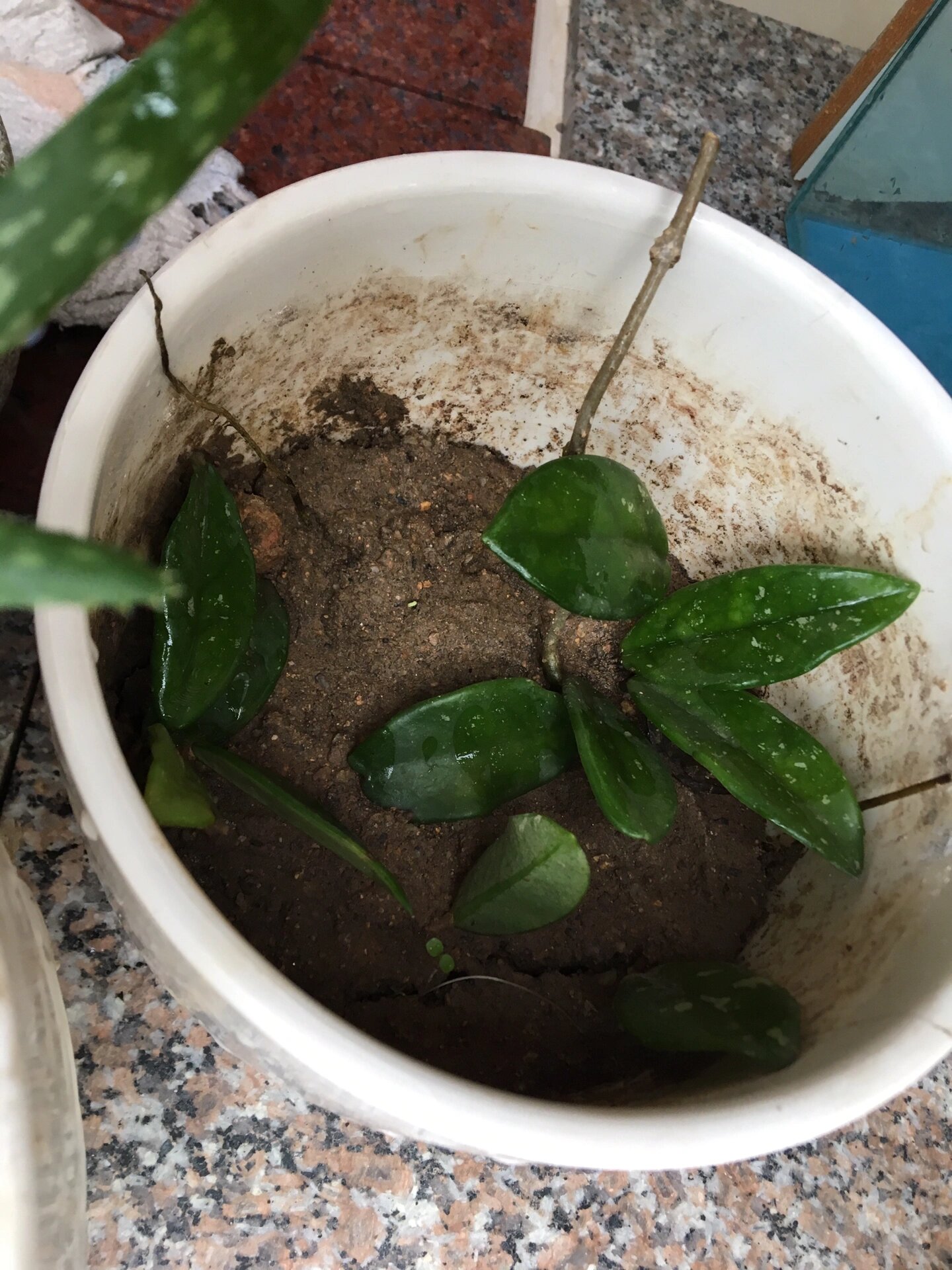 退烧草,肺炎草