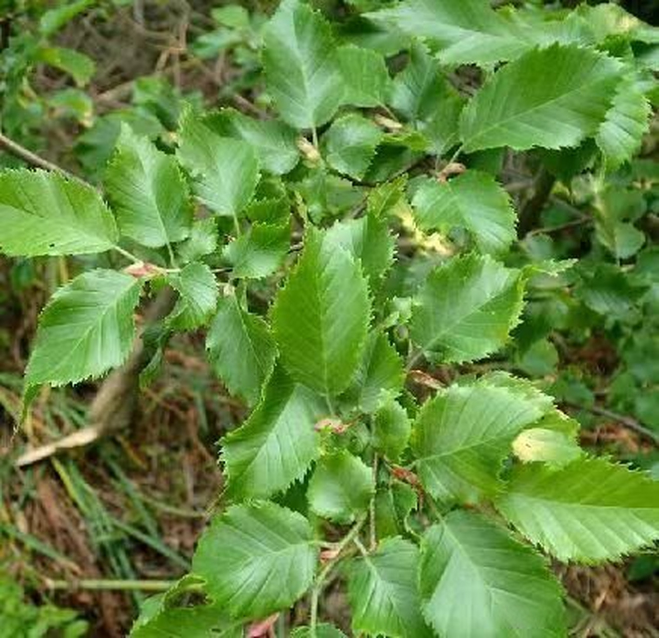 滨职科普# 叮铃铃～滨职科普小课堂开课啦!普陀鹅耳枥,绿叶遮天日.