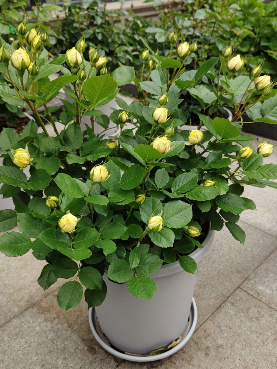 月季测评之 金丝雀 黄色微月,初开全朵嫩黄色,外围花瓣逐渐退色变白