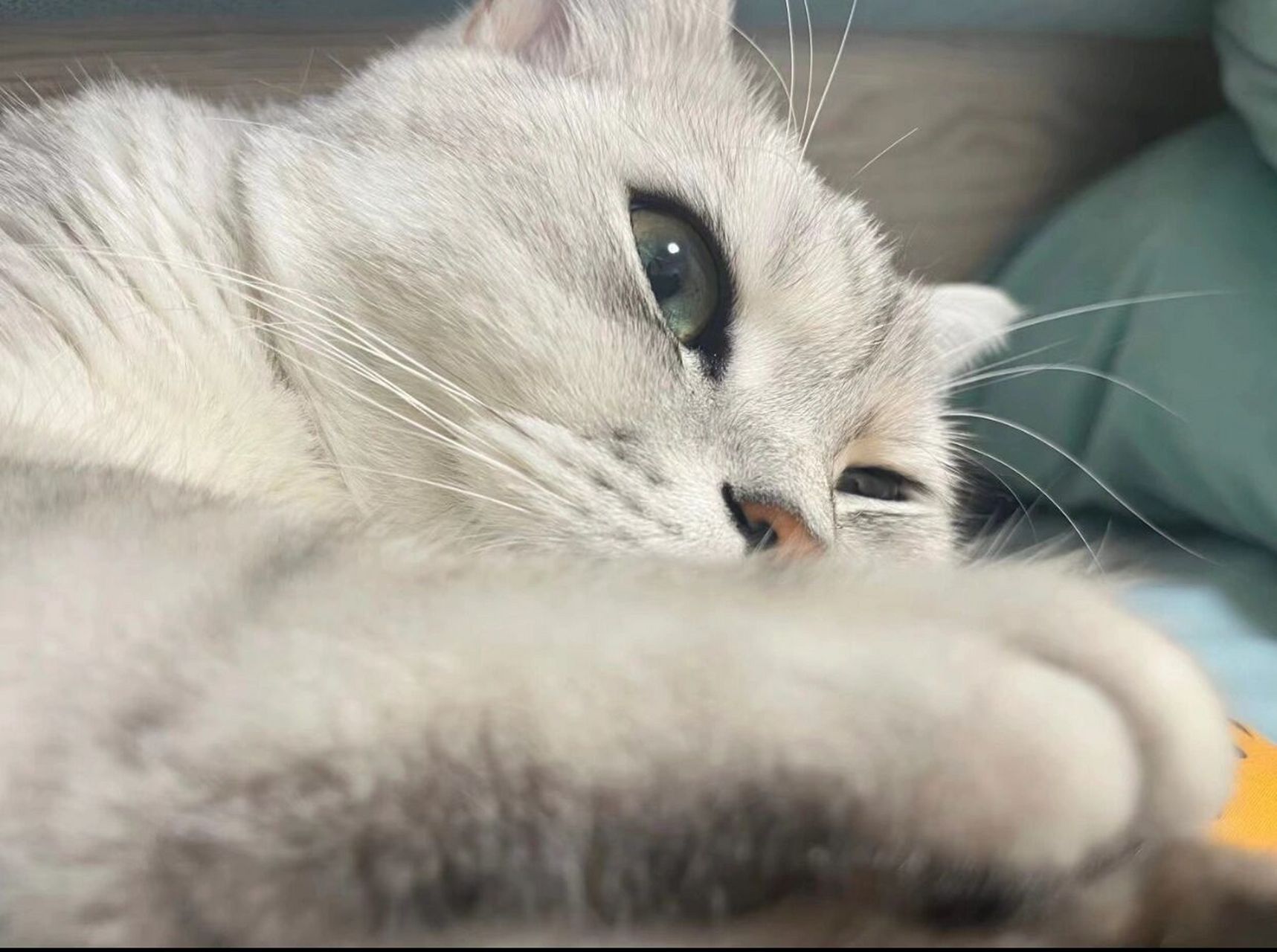 猫咪吞针,千万不要急着手术 前几天我手上扎了一个刺,就找了一根针想