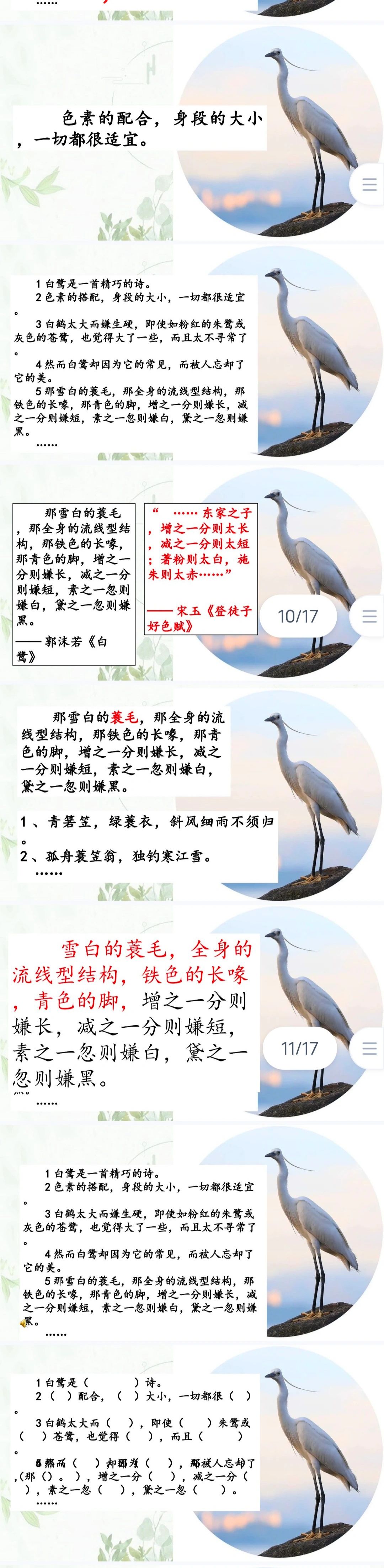 白鹭的资料简介图片