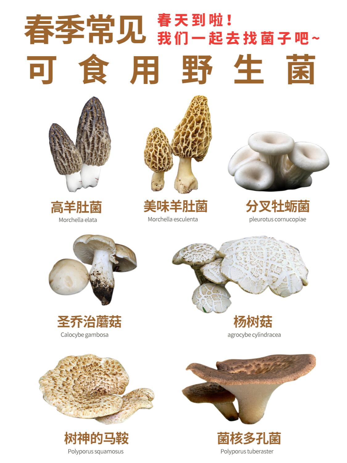 记得收藏!春天上山找菌子,就找这些可食的