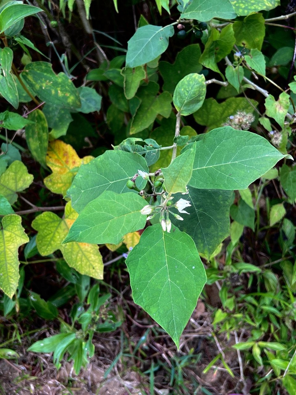 128: 水茄(不是茄子哦) 水茄(学名:solanum torvum swartz)是双子叶