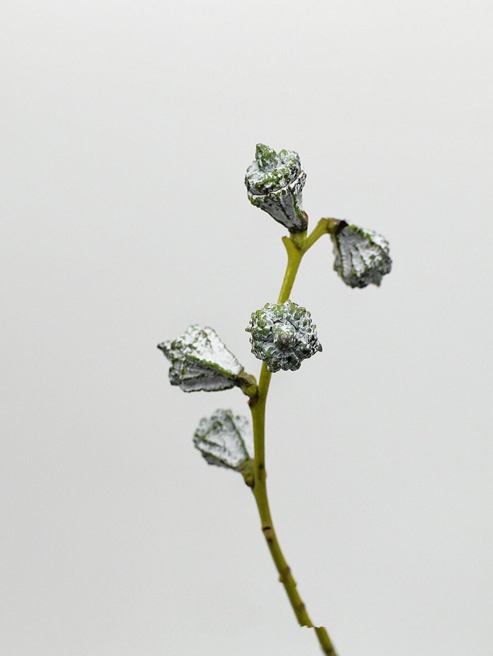尤加利果会开花 也能做干花