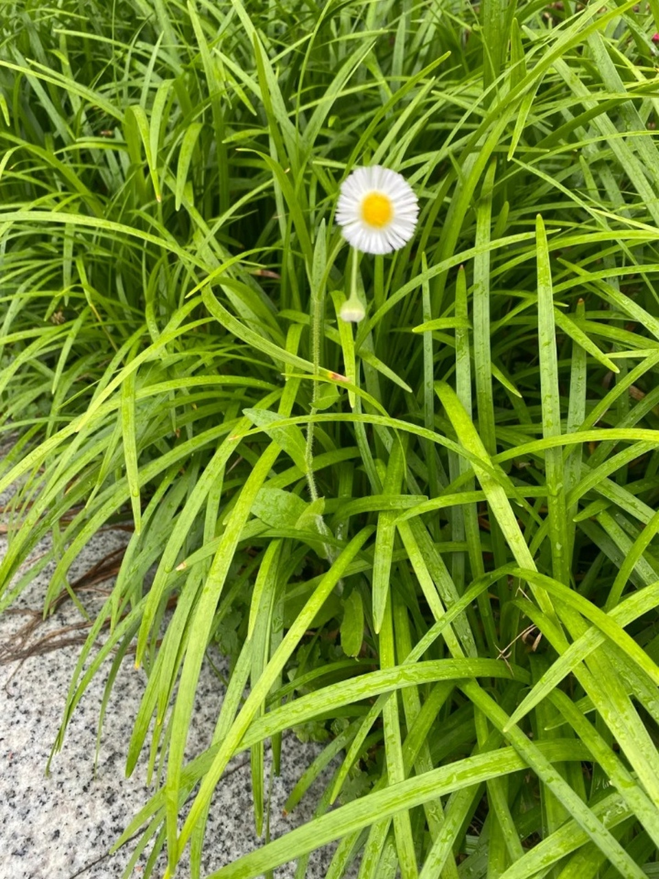 春天的小草图片 95春天逐渐拉开序幕 93不同层次的绿意成为了春季