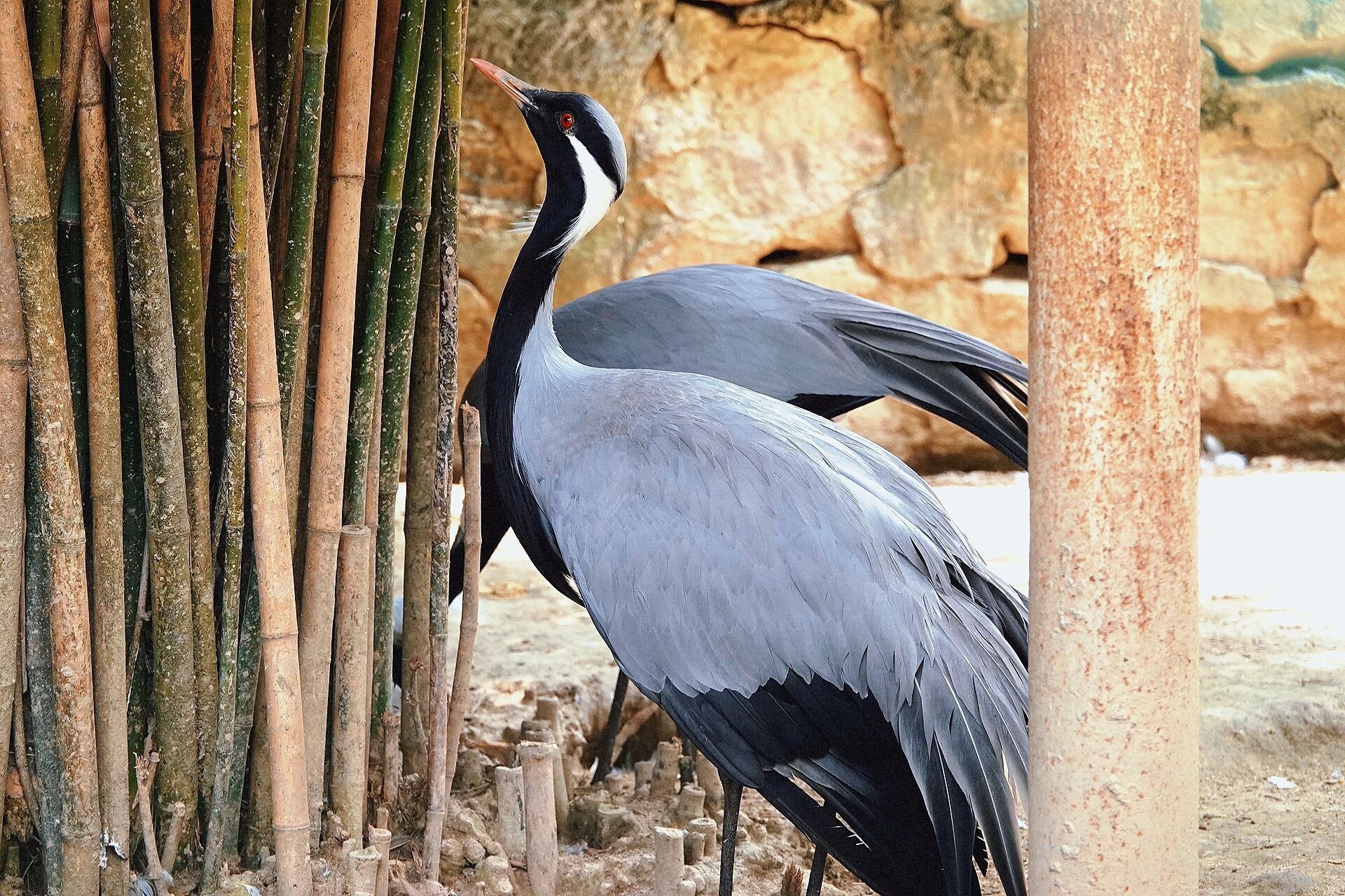 襄阳动物园游记 襄阳动物园 位置:滨江路环城公园西北角 看点:小熊猫