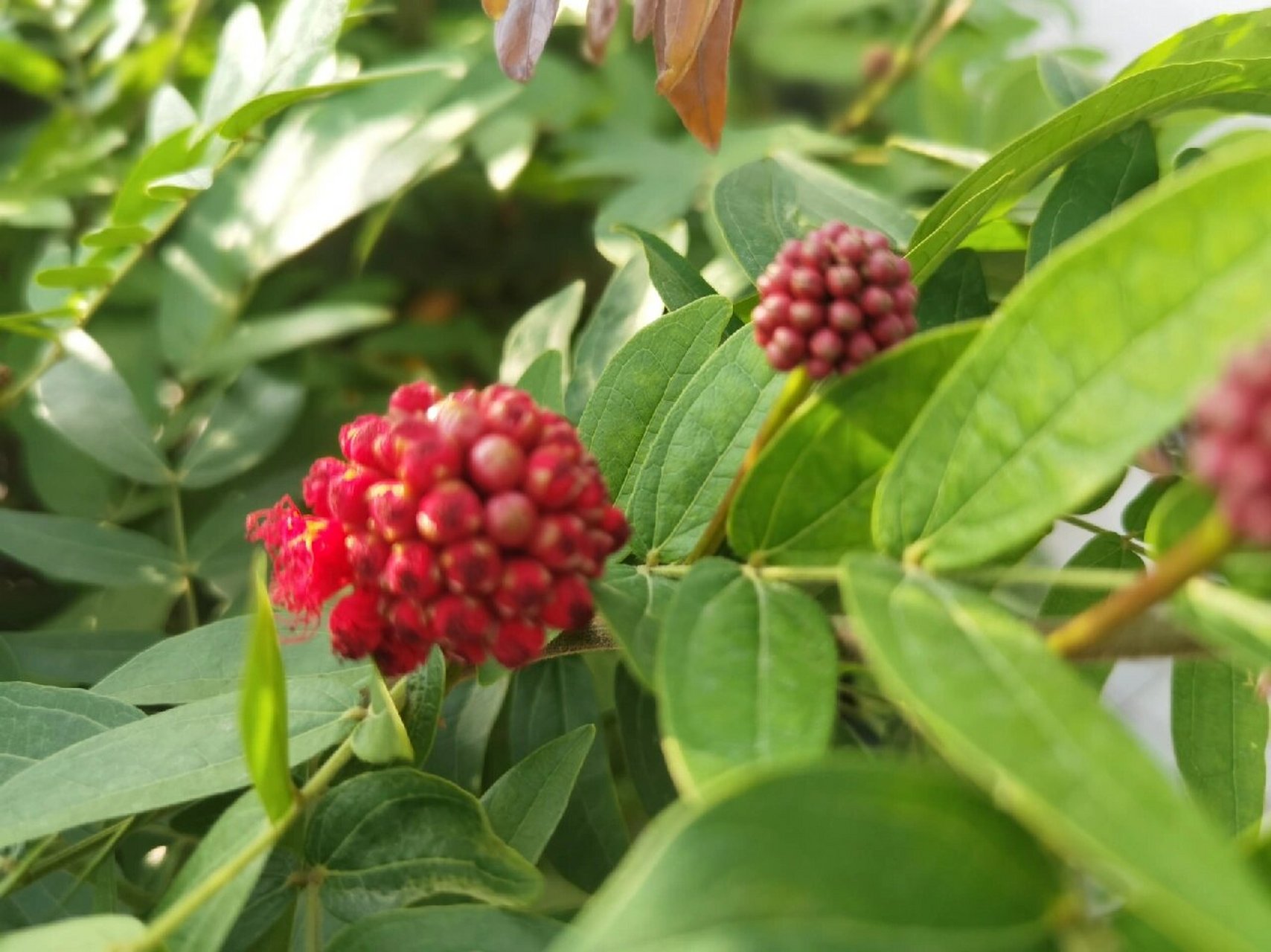 朱樱花的花语图片