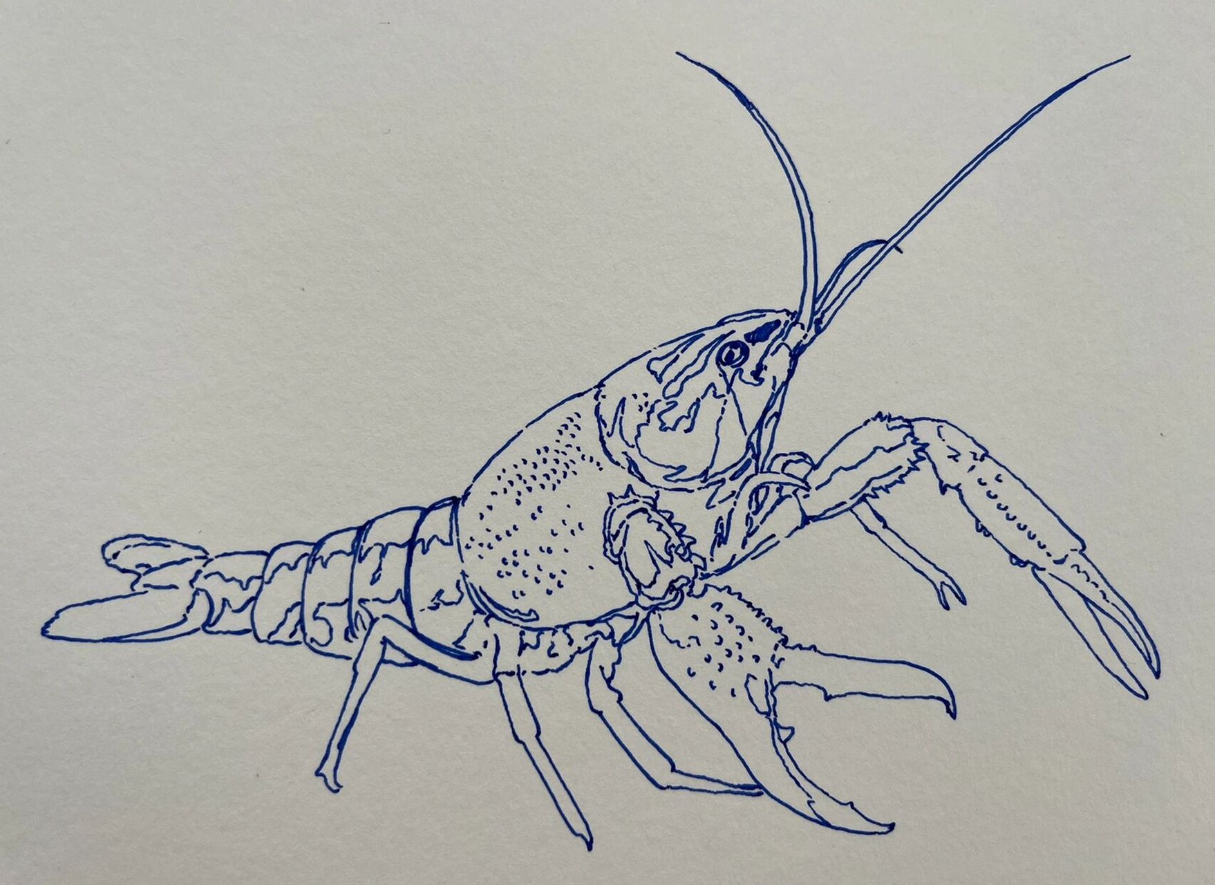 夏天来了,教你画个简单的小龙虾吧 第一步把轮廓和大的结构画出来 第